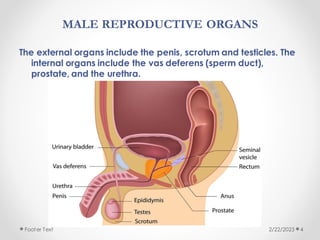 MALE REPRODUCTIVE ORGANS
The external organs include the penis, scrotum and testicles. The
internal organs include the vas deferens (sperm duct),
prostate, and the urethra.
2/22/2023
Footer Text 4
 