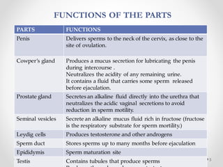 FUNCTIONS OF THE PARTS
2/22/2023
Footer Text 5
PARTS FUNCTIONS
Penis Delivers sperms to the neck of the cervix, as close to the
site of ovulation.
Cowper’s gland Produces a mucus secretion for lubricating the penis
during intercourse .
Neutralizes the acidity of any remaining urine.
It contains a fluid that carries some sperm released
before ejaculation.
Prostate gland Secretes an alkaline fluid directly into the urethra that
neutralizes the acidic vaginal secretions to avoid
reduction in sperm motility.
Seminal vesicles Secrete an alkaline mucus fluid rich in fructose (fructose
is the respiratory substrate for sperm mortility.)
Leydig cells Produces testosterone and other androgens
Sperm duct Stores sperms up to many months before ejaculation
Epididymis Sperm maturation site
Testis Contains tubules that produce sperms
 