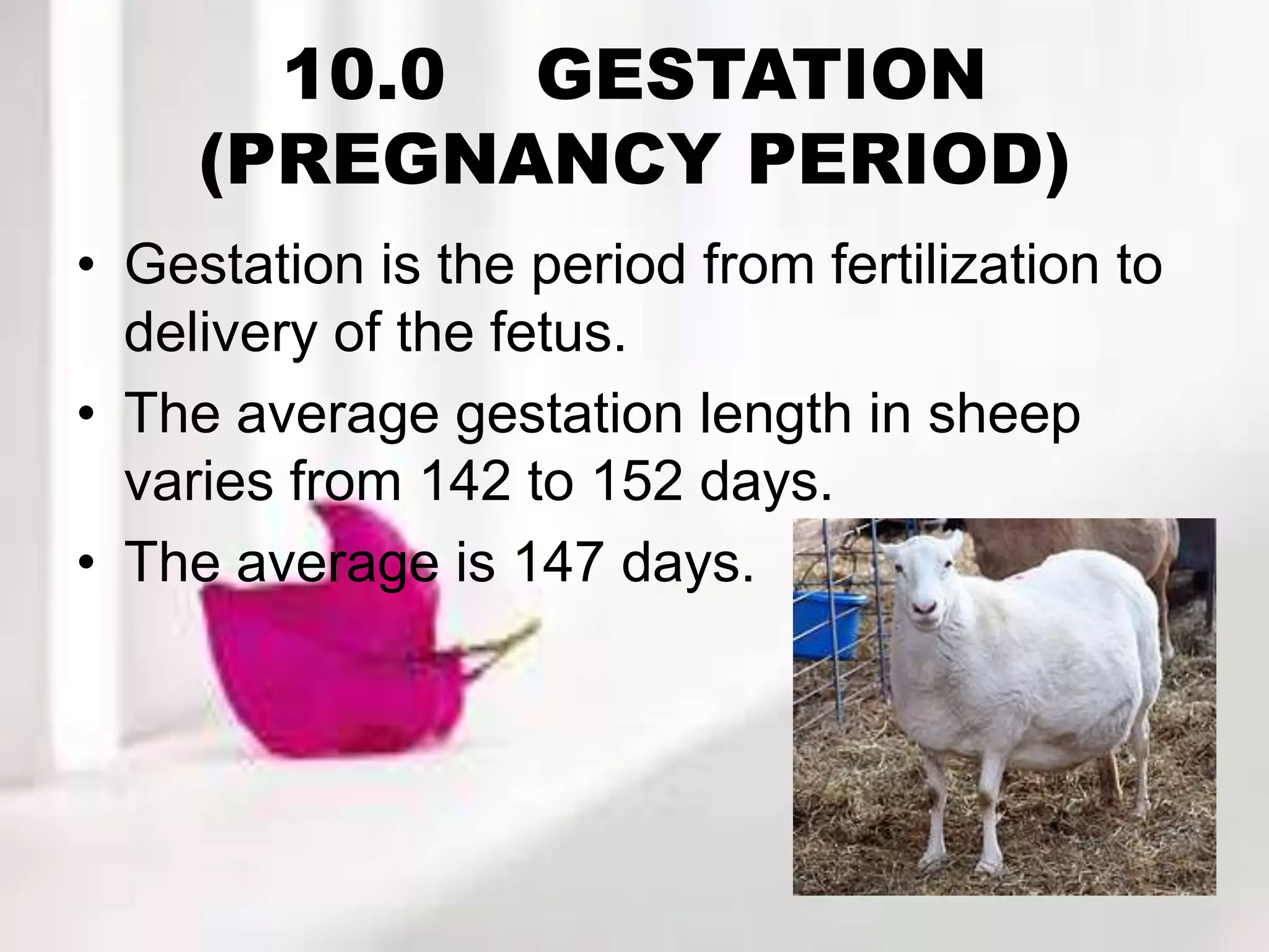 10.0 GESTATION
(PREGNANCY PERIOD)
• Gestation is the period from fertilization to
delivery of the fetus.
• The average gestation length in sheep
varies from 142 to 152 days.
• The average is 147 days.
 