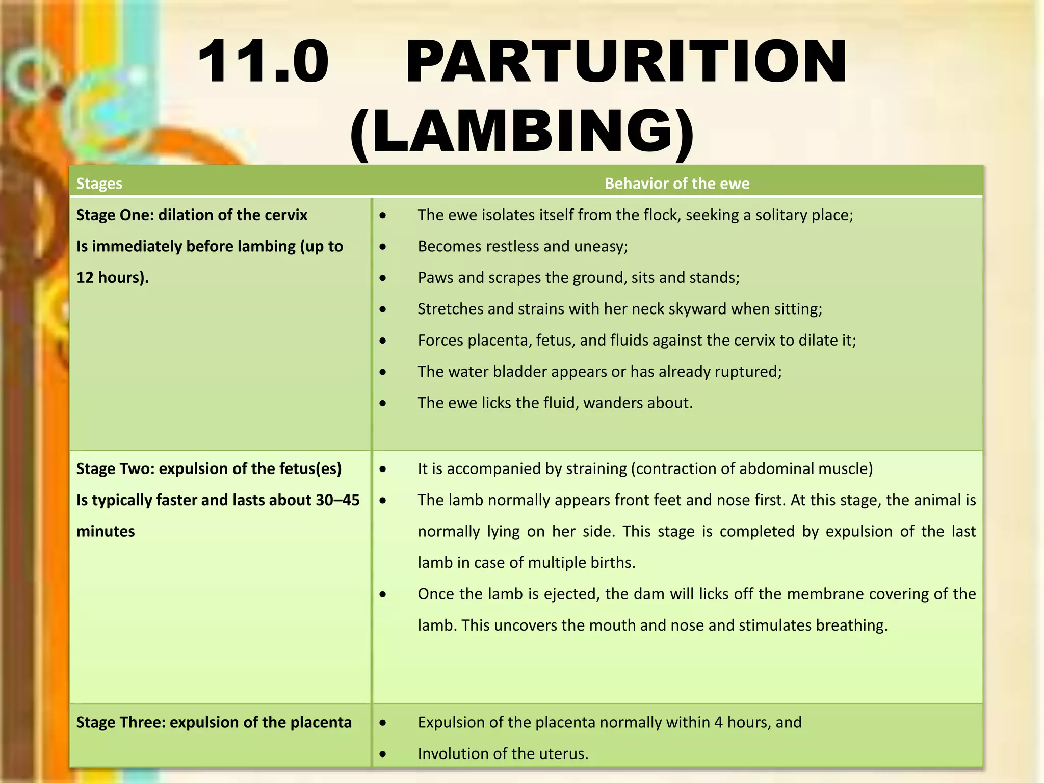 11.0 PARTURITION
(LAMBING)
Stages Behavior of the ewe
Stage One: dilation of the cervix
Is immediately before lambing (up to
12 hours).
 The ewe isolates itself from the flock, seeking a solitary place;
 Becomes restless and uneasy;
 Paws and scrapes the ground, sits and stands;
 Stretches and strains with her neck skyward when sitting;
 Forces placenta, fetus, and fluids against the cervix to dilate it;
 The water bladder appears or has already ruptured;
 The ewe licks the fluid, wanders about.
Stage Two: expulsion of the fetus(es)
Is typically faster and lasts about 30–45
minutes
 It is accompanied by straining (contraction of abdominal muscle)
 The lamb normally appears front feet and nose first. At this stage, the animal is
normally lying on her side. This stage is completed by expulsion of the last
lamb in case of multiple births.
 Once the lamb is ejected, the dam will licks off the membrane covering of the
lamb. This uncovers the mouth and nose and stimulates breathing.
Stage Three: expulsion of the placenta  Expulsion of the placenta normally within 4 hours, and
 Involution of the uterus.
 
