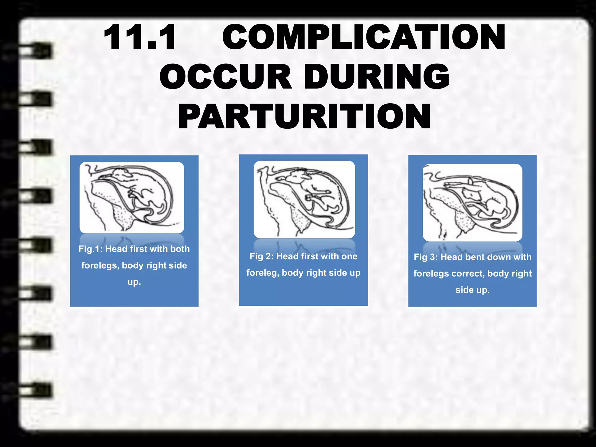 11.1 COMPLICATION
OCCUR DURING
PARTURITION
Fig.1: Head first with both
forelegs, body right side
up.
Fig 2: Head first with one
foreleg, body right side up
Fig 3: Head bent down with
forelegs correct, body right
side up.
 