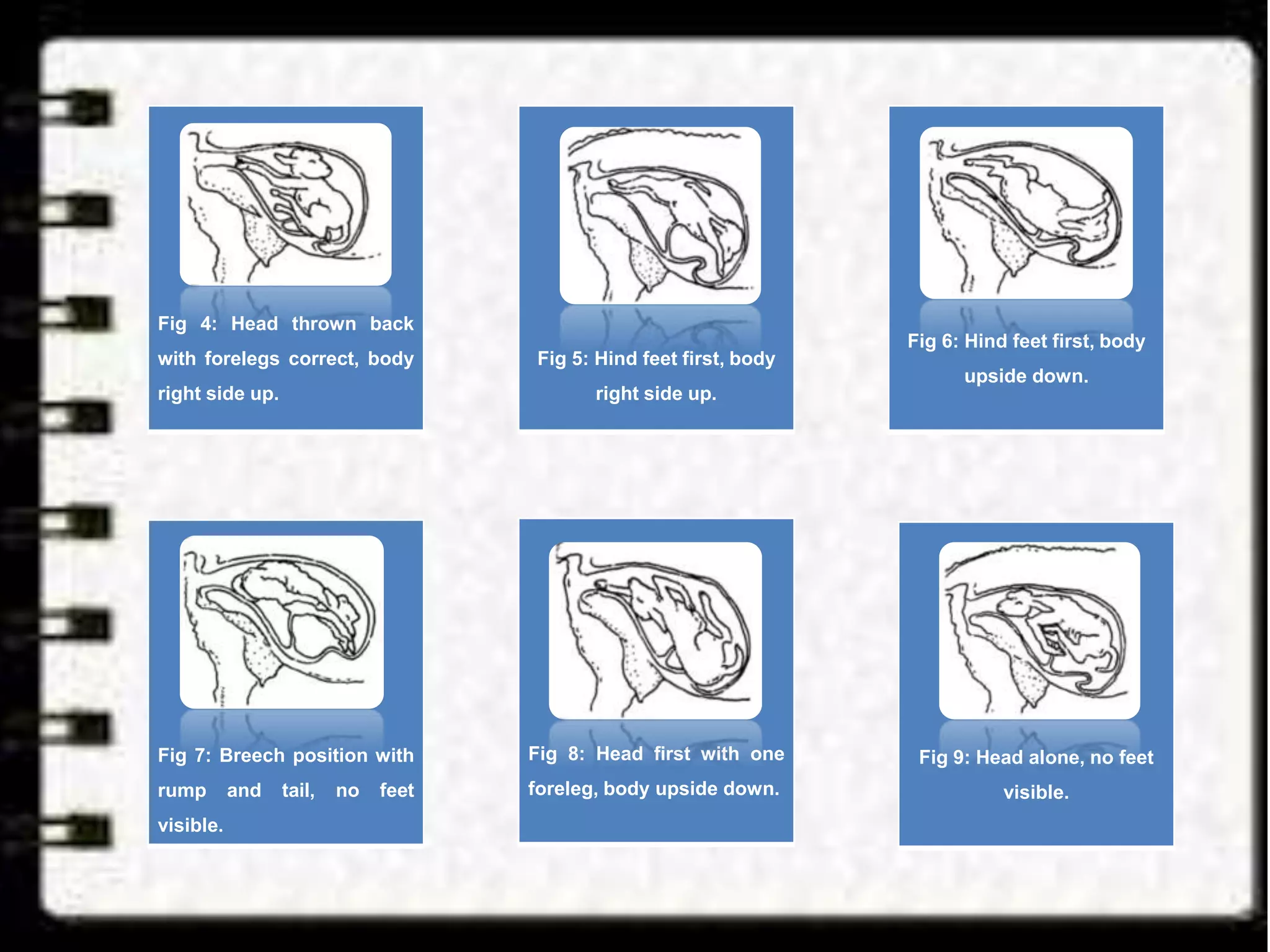 Fig 6: Hind feet first, body
upside down.
Fig 4: Head thrown back
with forelegs correct, body
right side up.
Fig 5: Hind feet first, body
right side up.
Fig 7: Breech position with
rump and tail, no feet
visible.
Fig 8: Head first with one
foreleg, body upside down.
Fig 9: Head alone, no feet
visible.
 