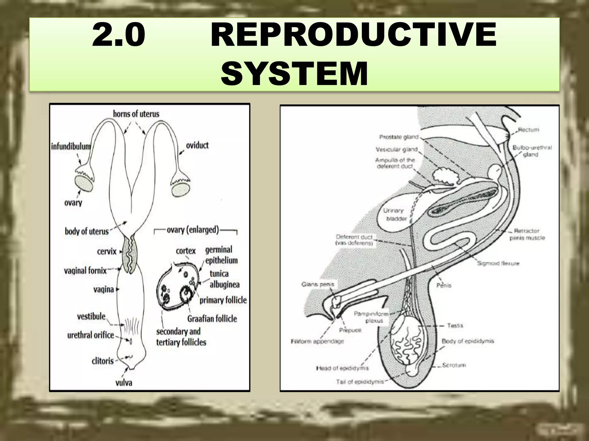 2.0 REPRODUCTIVE
SYSTEM
 