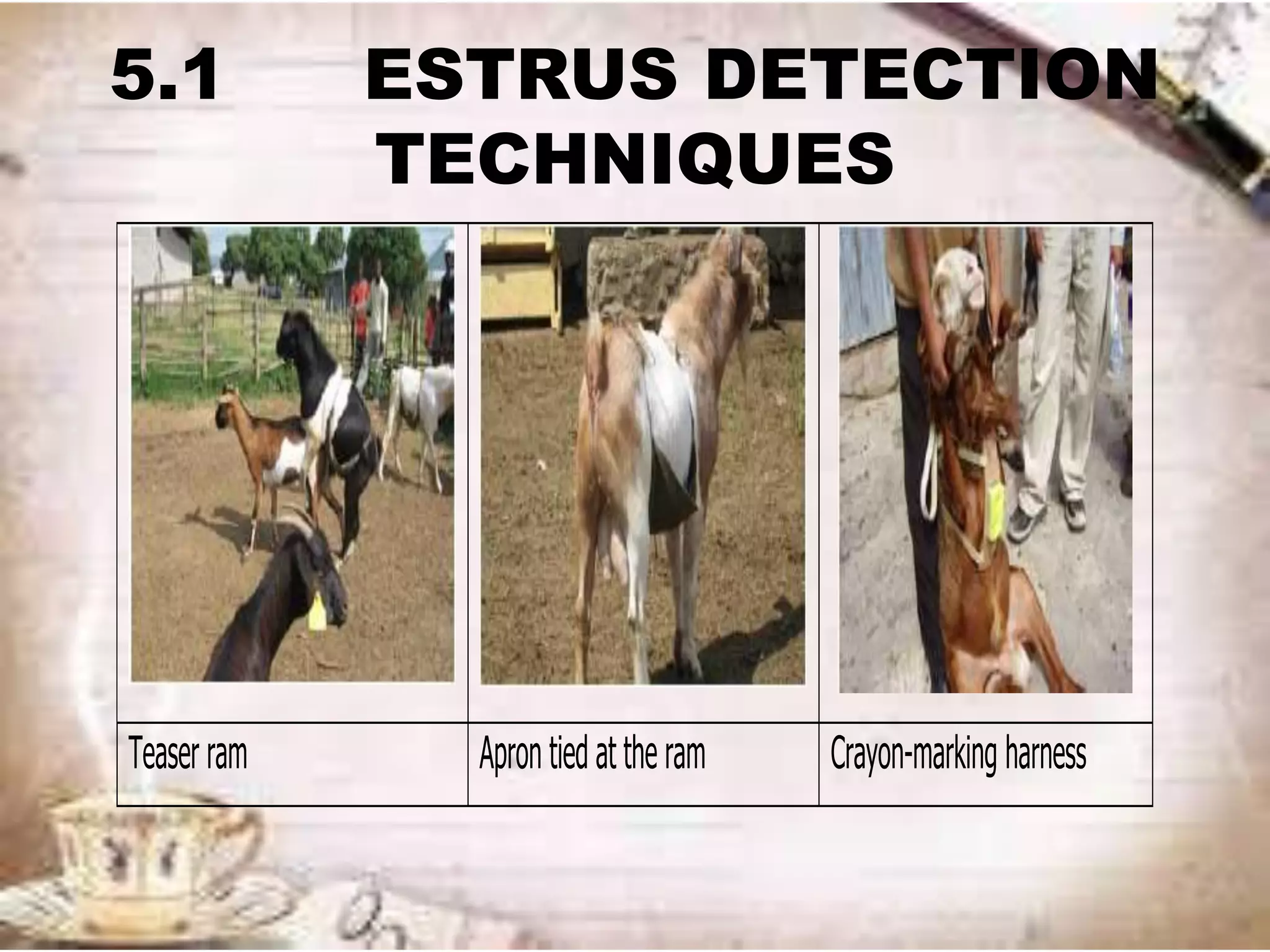 5.1 ESTRUS DETECTION
TECHNIQUES
Teaser ram Apron tied at the ram Crayon-marking harness
 