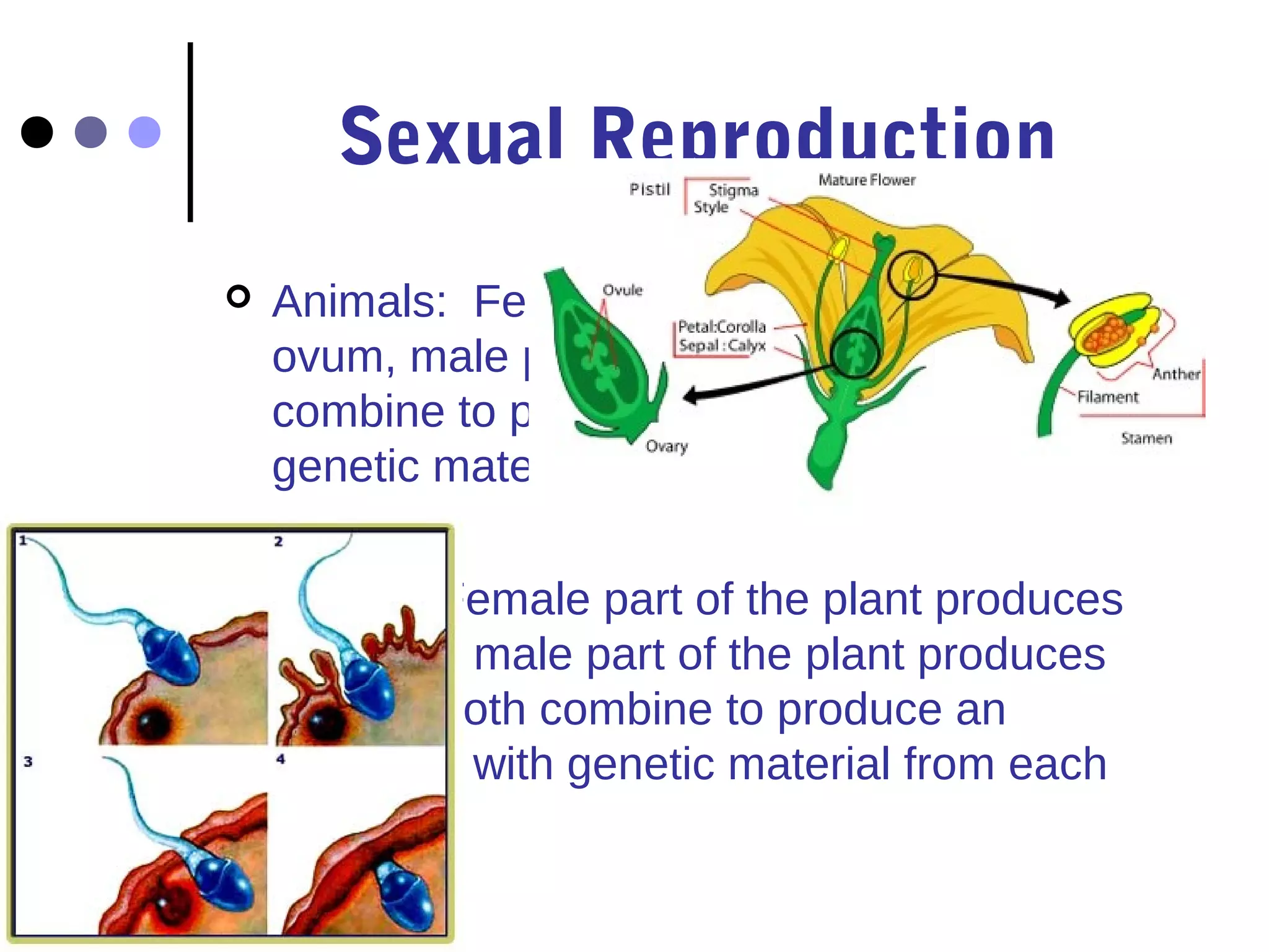 Sexual Reproduction
   Animals: Female parent produces an
    ovum, male parent produces a sperm. Both
    combine to produce an offspring, with
    genetic material from each parent.

   Plants: Female part of the plant produces
    an ovum, male part of the plant produces
    pollen. Both combine to produce an
    offspring, with genetic material from each
    parent.
 