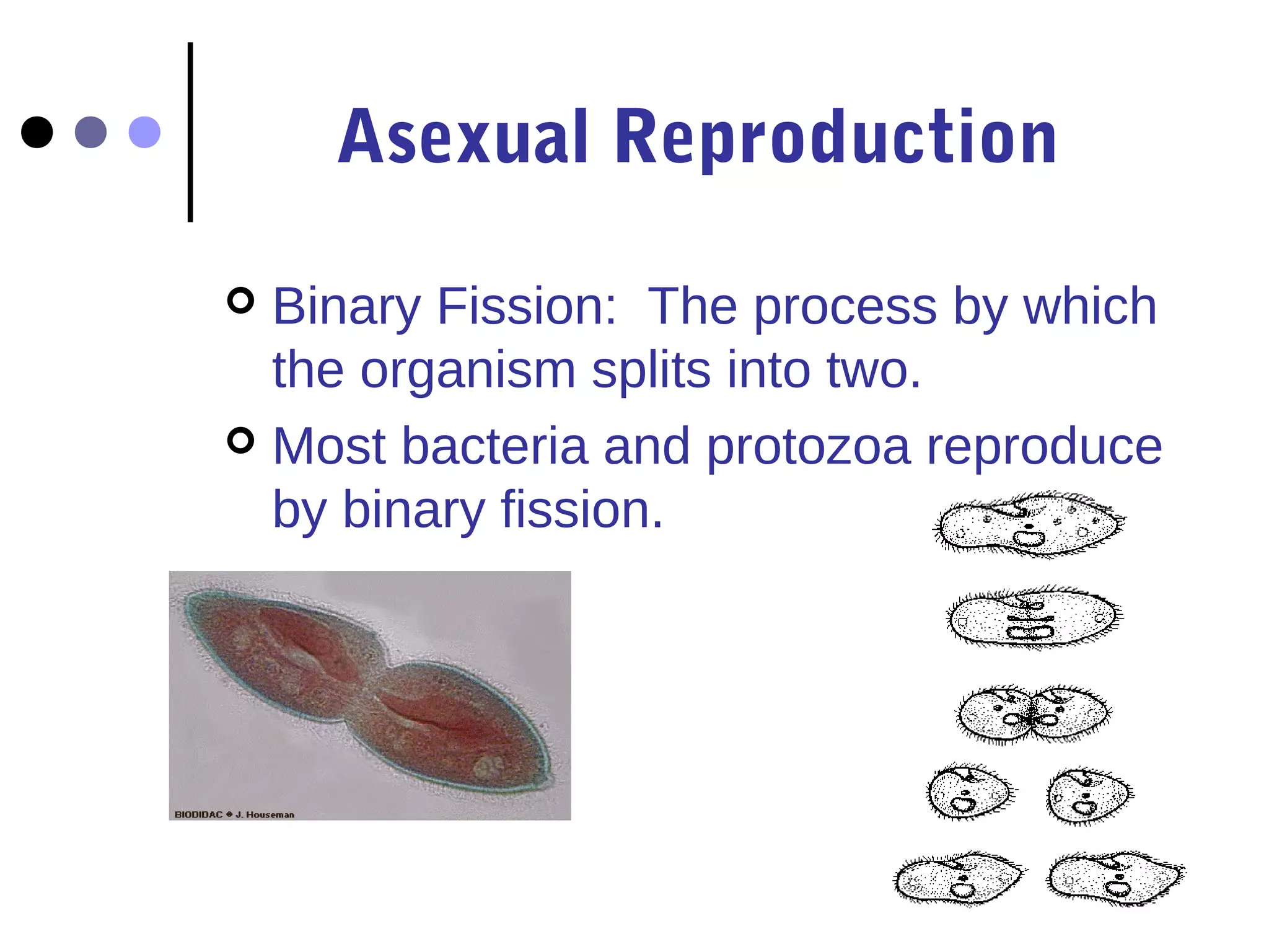 Asexual Reproduction

 Binary Fission: The process by which
  the organism splits into two.
 Most bacteria and protozoa reproduce
  by binary fission.
 