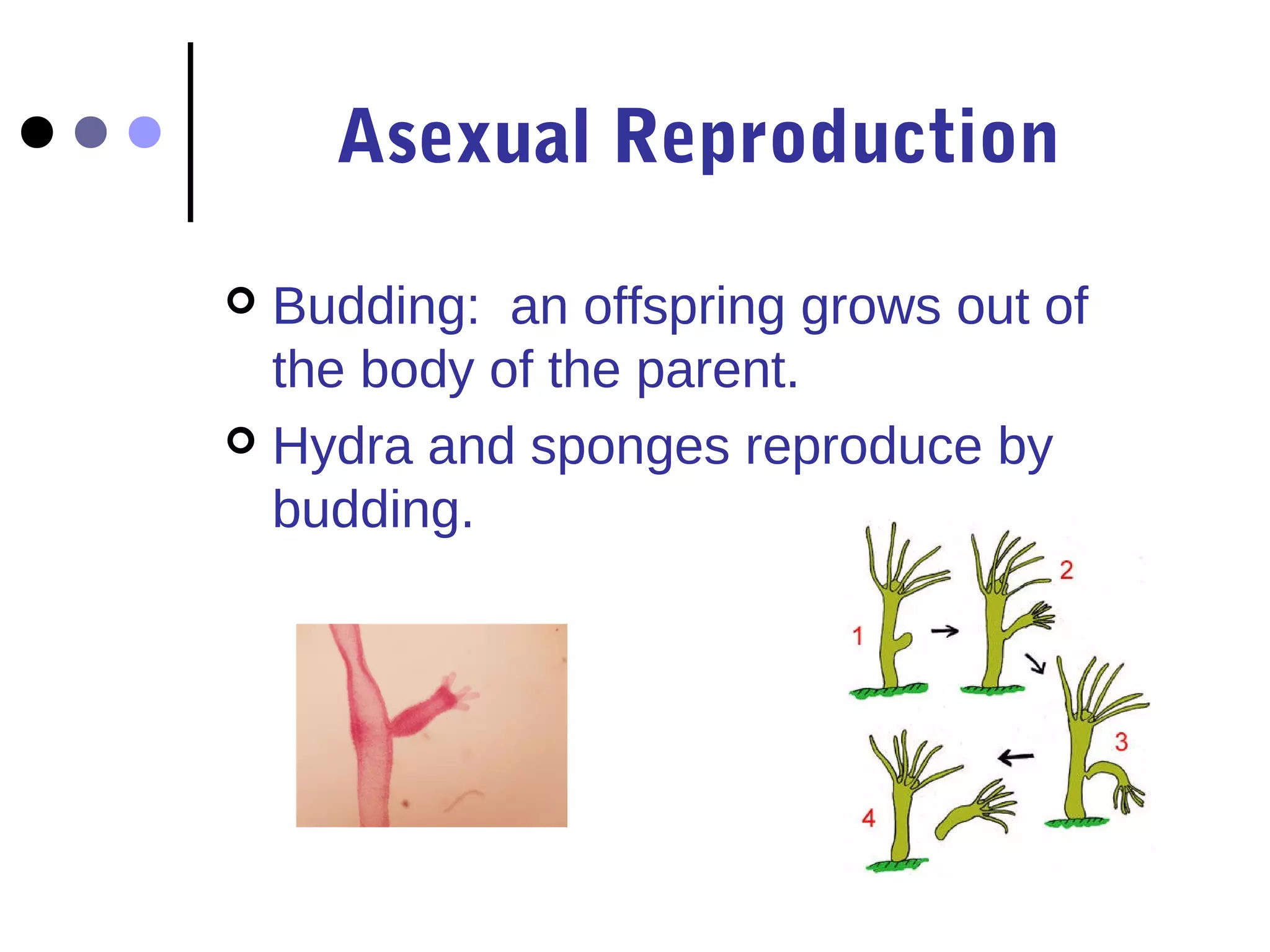 Asexual Reproduction

 Budding: an offspring grows out of
  the body of the parent.
 Hydra and sponges reproduce by
  budding.
 