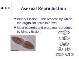 Asexual Reproduction 
 Binary Fission: The process by which 
the organism splits into two. 
 Most bacteria and protozoa reproduce 
by binary fission. 
 