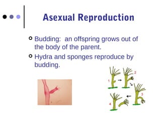 Asexual Reproduction 
 Budding: an offspring grows out of 
the body of the parent. 
 Hydra and sponges reproduce by 
budding. 
 