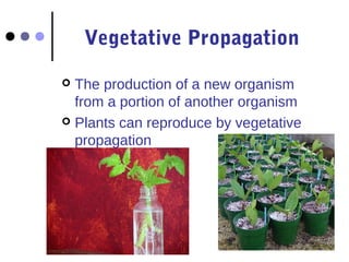Vegetative Propagation 
 The production of a new organism 
from a portion of another organism 
 Plants can reproduce by vegetative 
propagation 
 