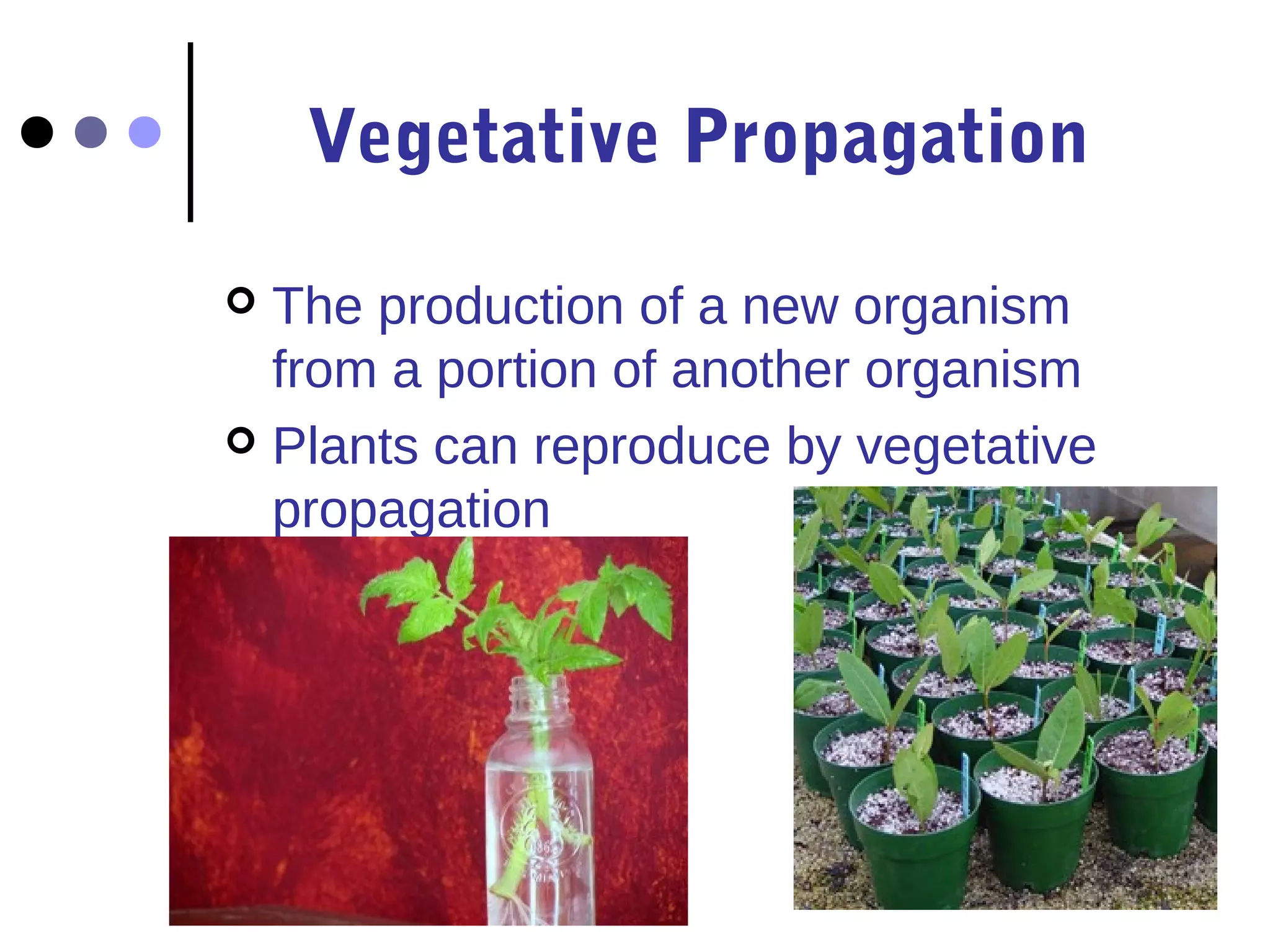 Vegetative Propagation
The production of a new organism
from a portion of another organism
Plants can reproduce by vegetative
propagation