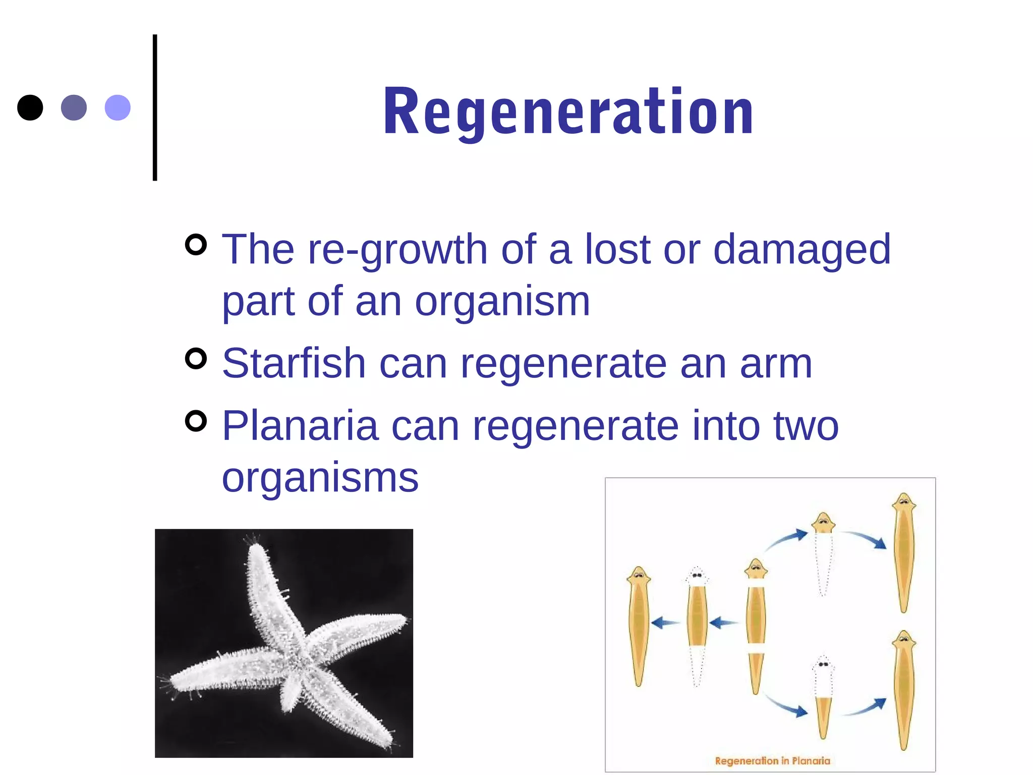 Regeneration
The re-growth of a lost or damaged
part of an organism
Starfish can regenerate an arm
Planaria can regenerate into two
organisms