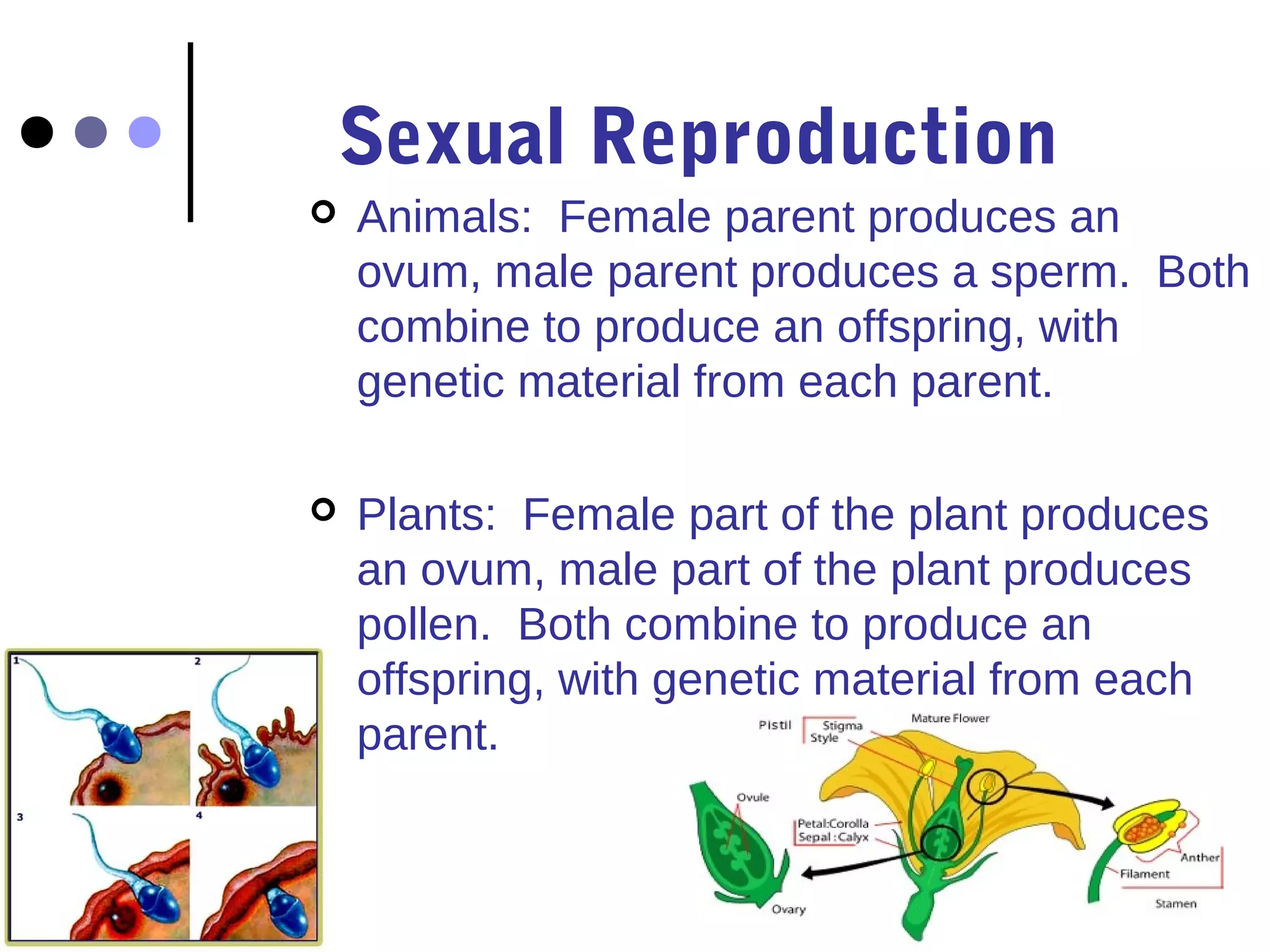 Sexual Reproduction 
 Animals: Female parent produces an 
ovum, male parent produces a sperm. Both 
combine to produce an offspring, with 
genetic material from each parent. 
 Plants: Female part of the plant produces 
an ovum, male part of the plant produces 
pollen. Both combine to produce an 
offspring, with genetic material from each 
parent. 
 