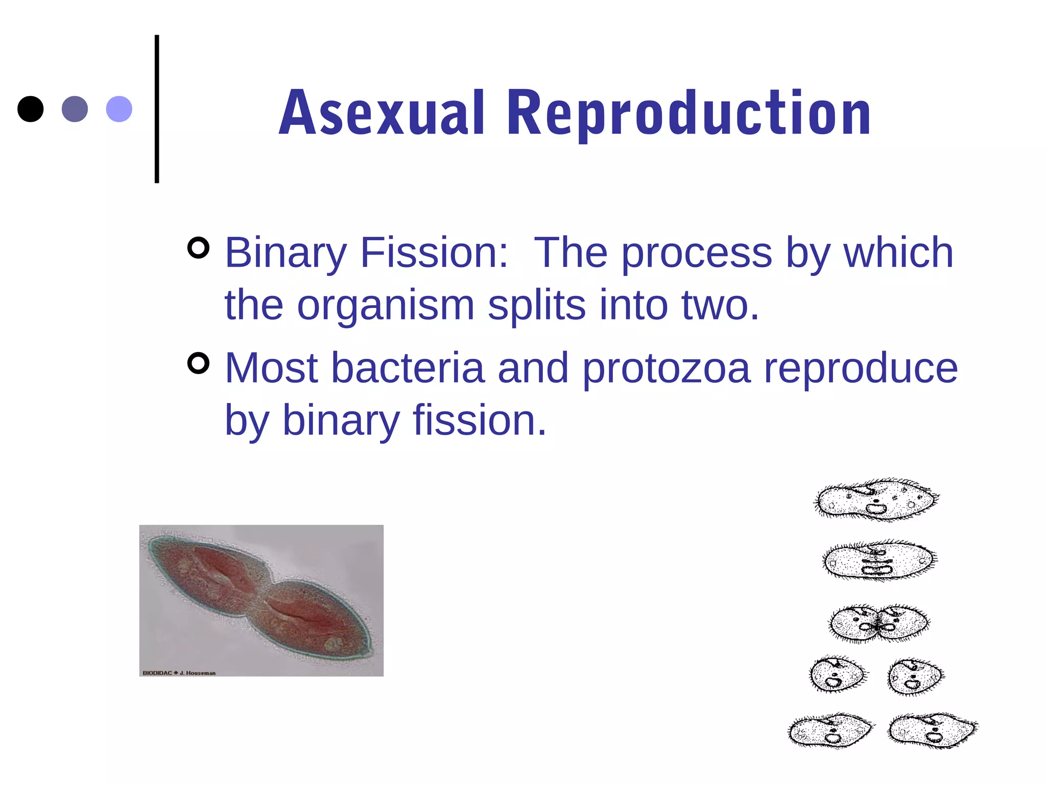 Asexual Reproduction 
 Binary Fission: The process by which 
the organism splits into two. 
 Most bacteria and protozoa reproduce 
by binary fission. 
 