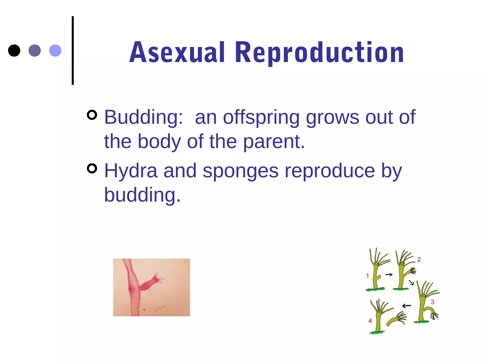 Asexual Reproduction 
 Budding: an offspring grows out of 
the body of the parent. 
 Hydra and sponges reproduce by 
budding. 
 