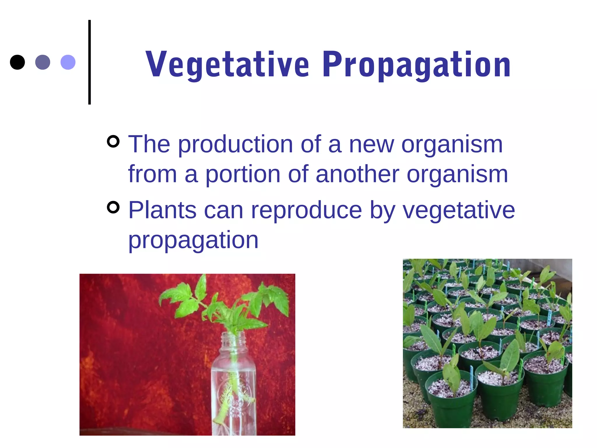 Vegetative Propagation 
 The production of a new organism 
from a portion of another organism 
 Plants can reproduce by vegetative 
propagation 
 