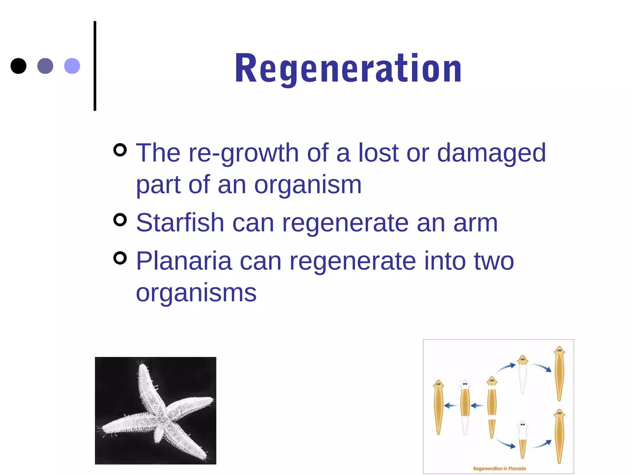 Regeneration 
 The re-growth of a lost or damaged 
part of an organism 
 Starfish can regenerate an arm 
 Planaria can regenerate into two 
organisms 
 