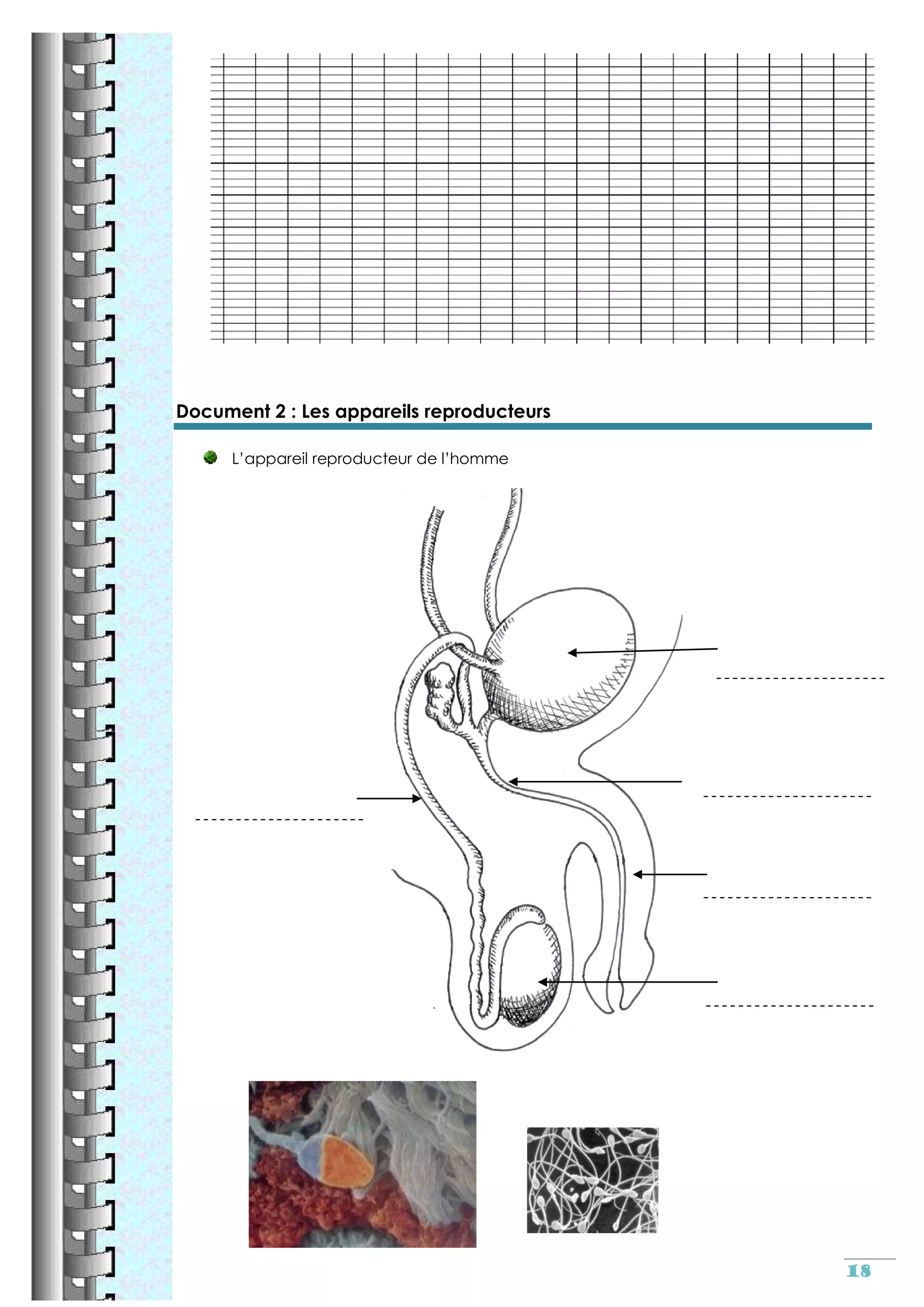 Reproduction sexuee cm2
