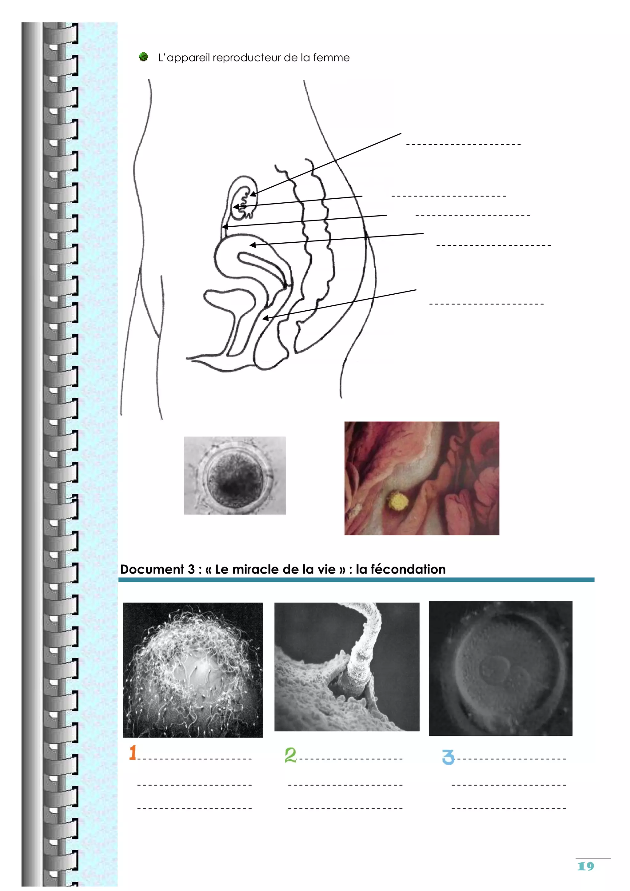 Reproduction sexuee cm2