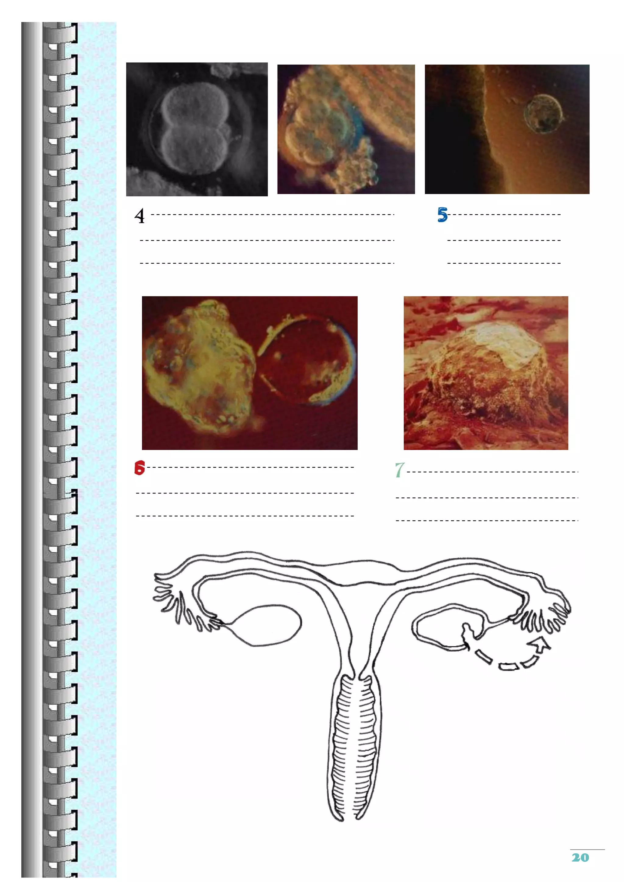 Reproduction sexuee cm2