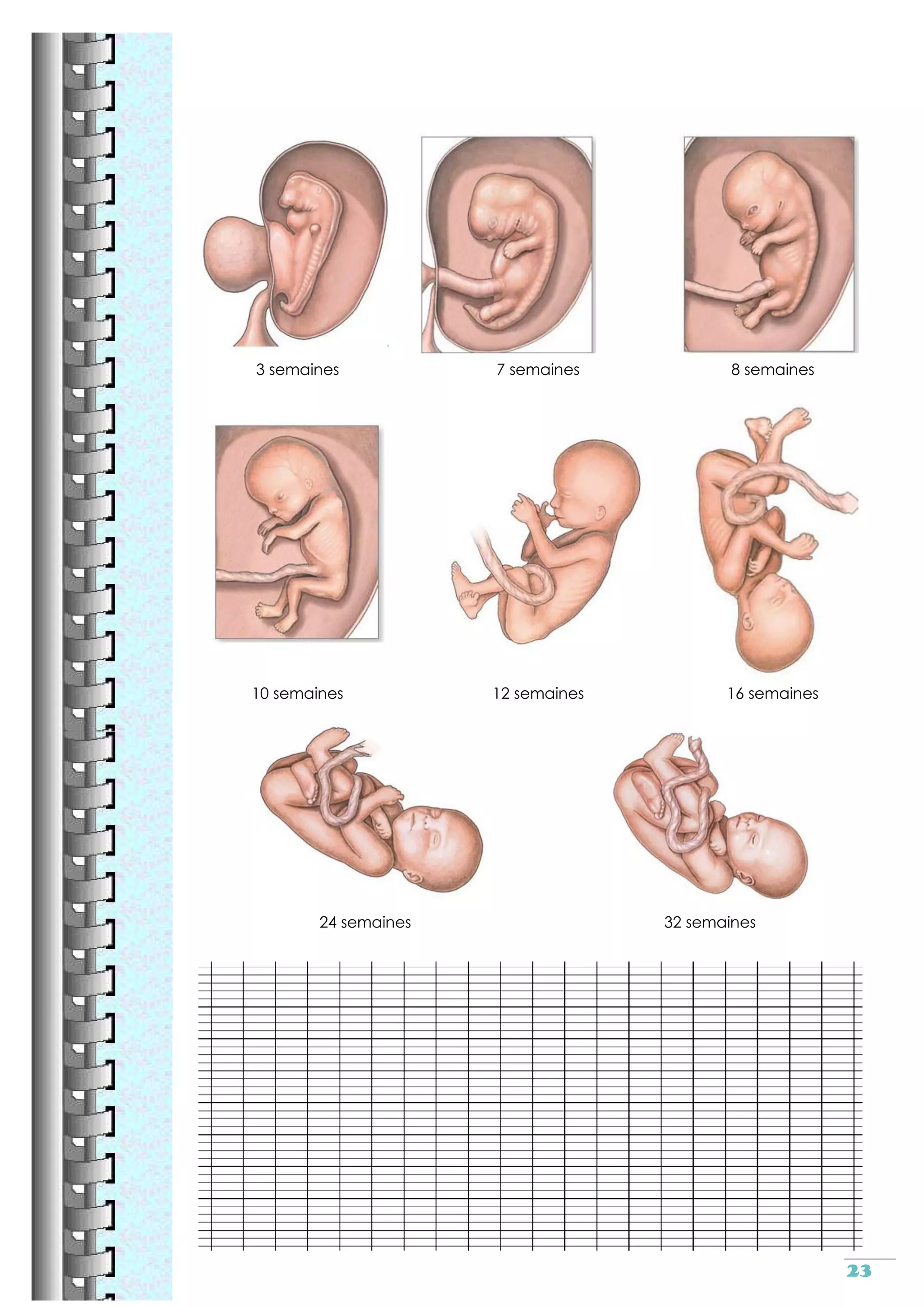 Reproduction sexuee cm2
