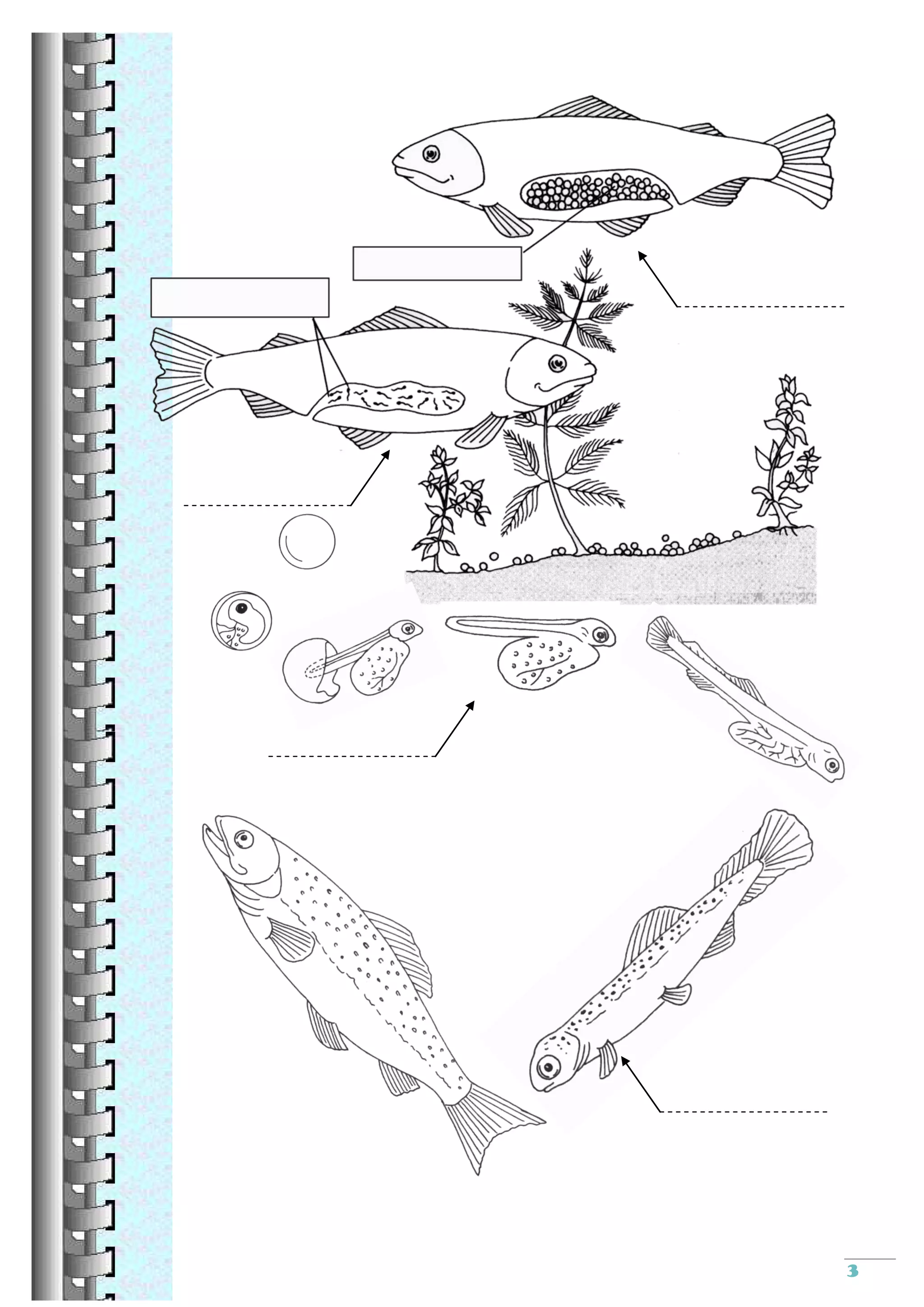 Reproduction sexuee cm2