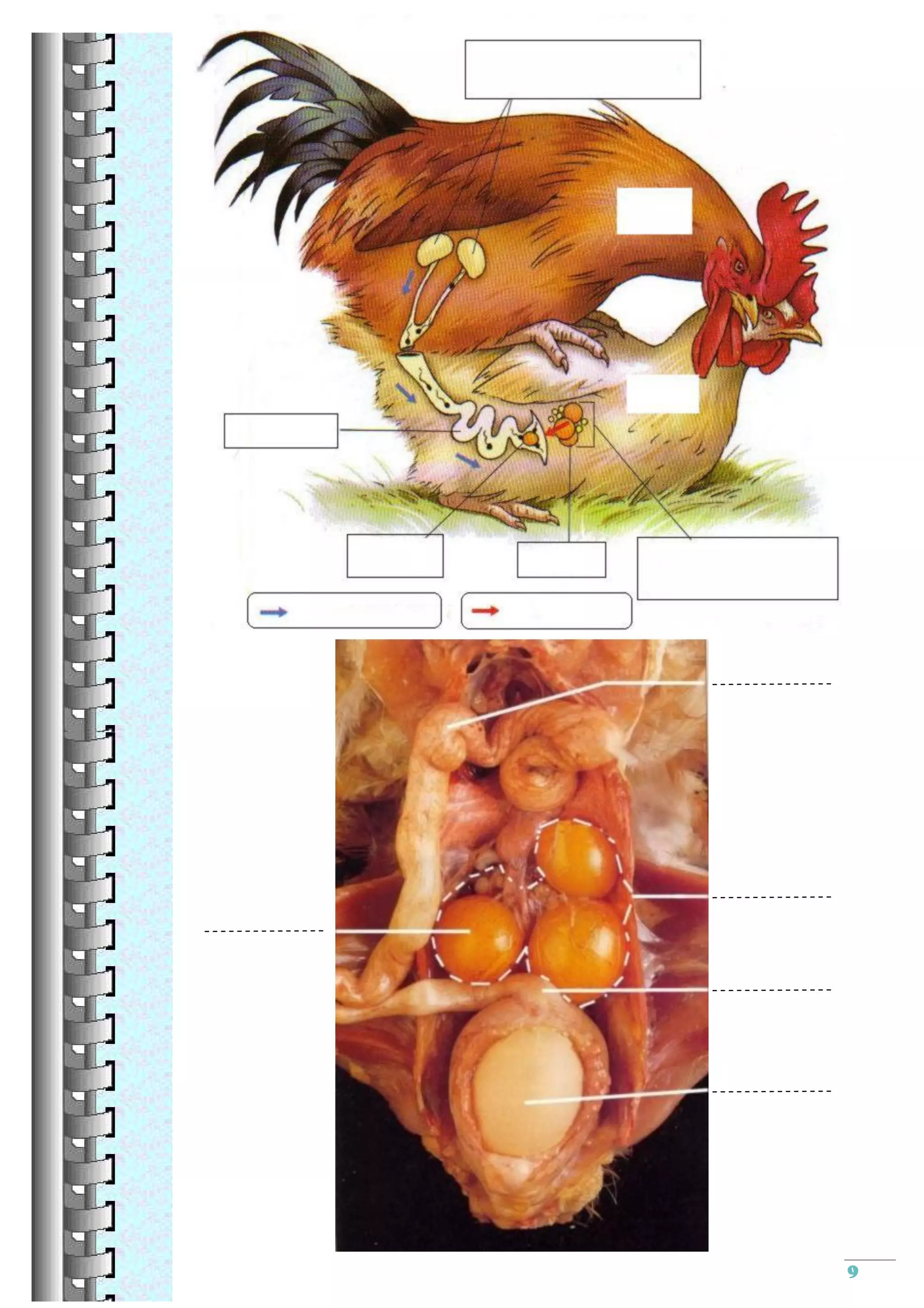 Reproduction sexuee cm2