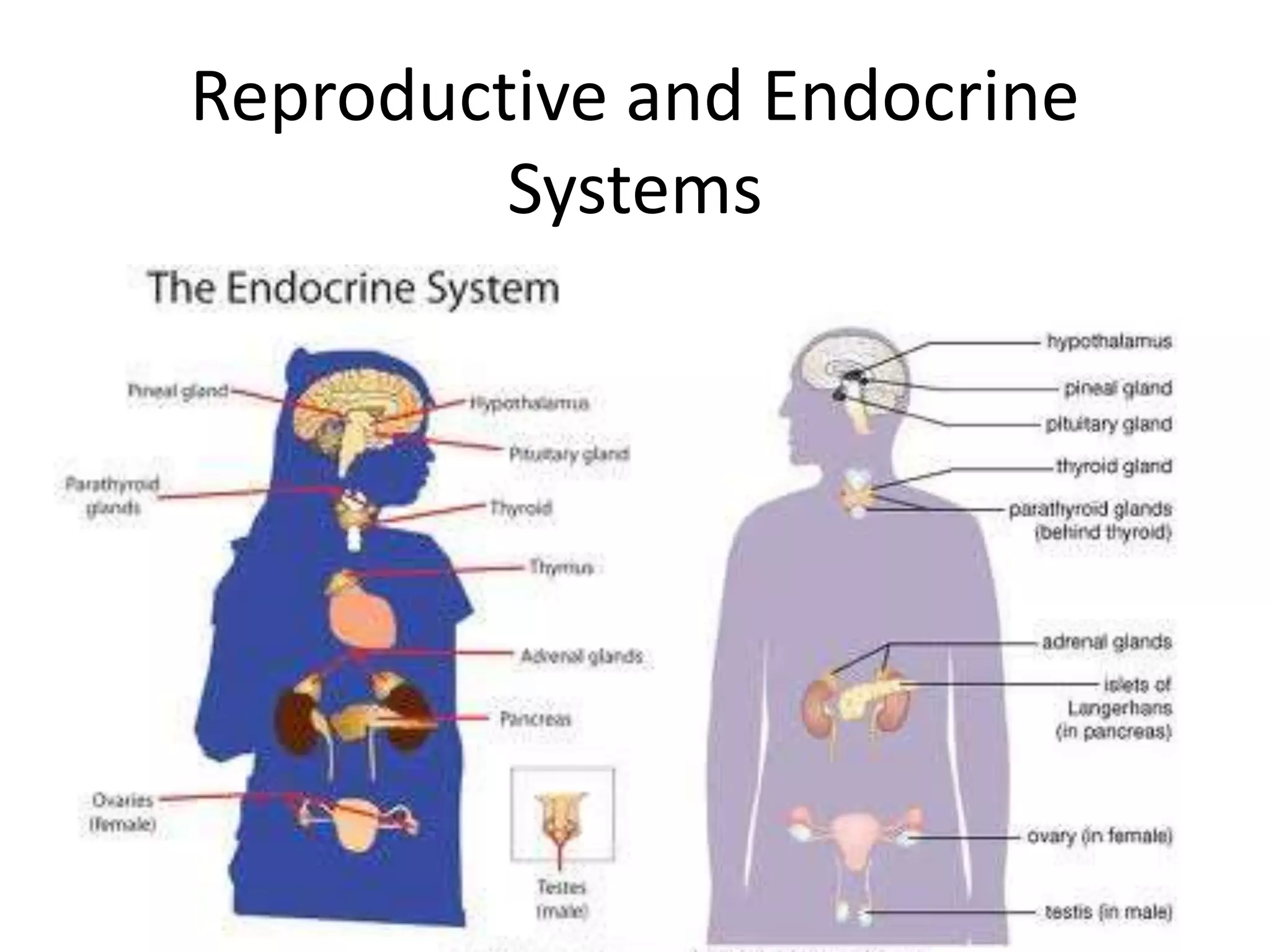 Reproductive and Endocrine
Systems
 