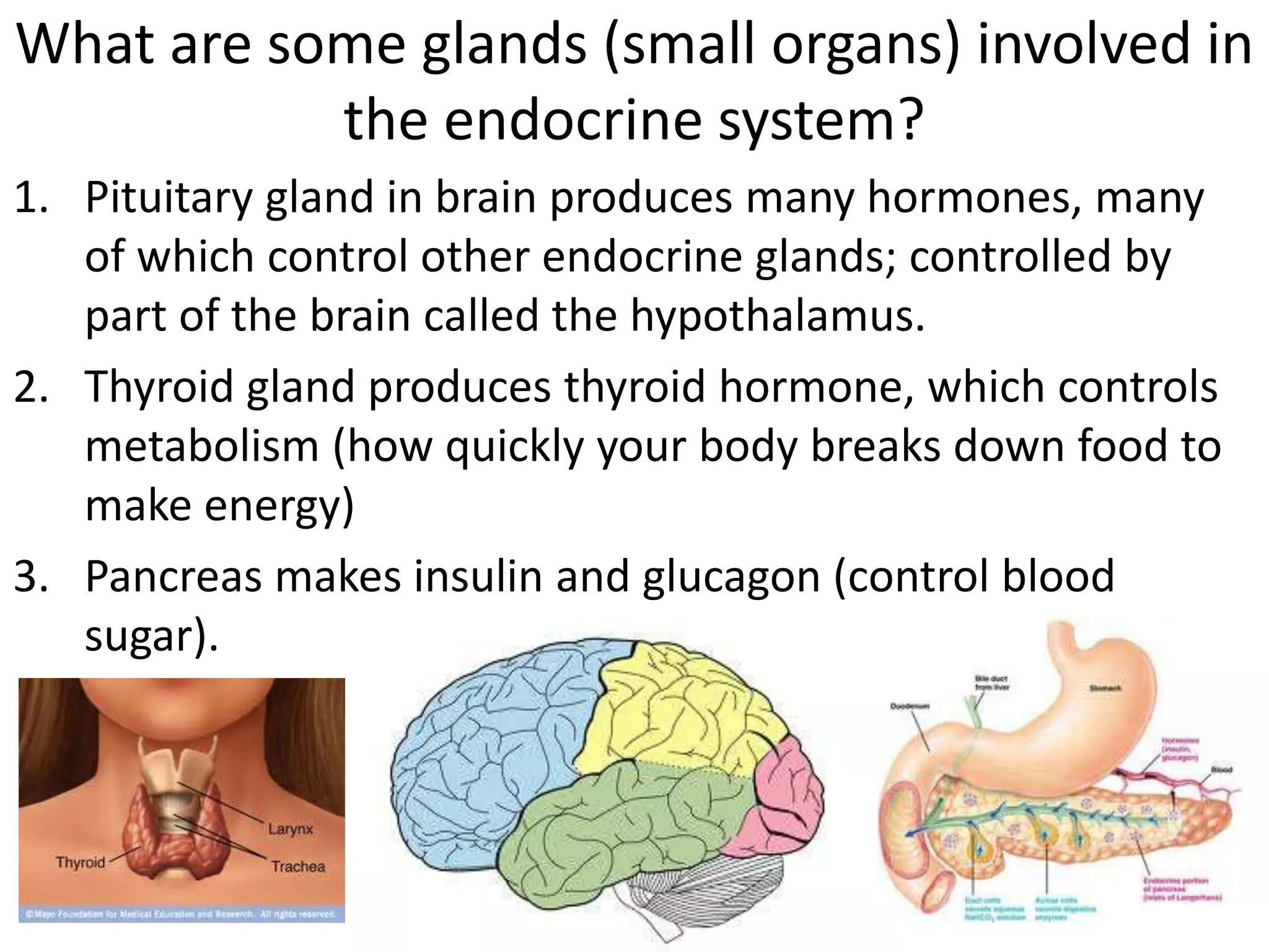 What are some glands (small organs) involved in
the endocrine system?
1. Pituitary gland in brain produces many hormones, many
of which control other endocrine glands; controlled by
part of the brain called the hypothalamus.
2. Thyroid gland produces thyroid hormone, which controls
metabolism (how quickly your body breaks down food to
make energy)
3. Pancreas makes insulin and glucagon (control blood
sugar).
 