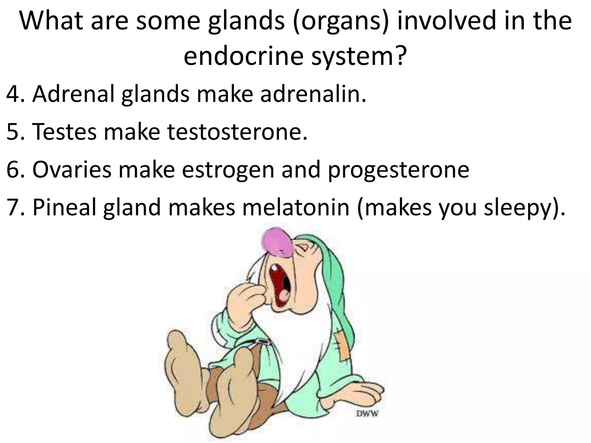 What are some glands (organs) involved in the
endocrine system?
4. Adrenal glands make adrenalin.
5. Testes make testosterone.
6. Ovaries make estrogen and progesterone
7. Pineal gland makes melatonin (makes you sleepy).
 