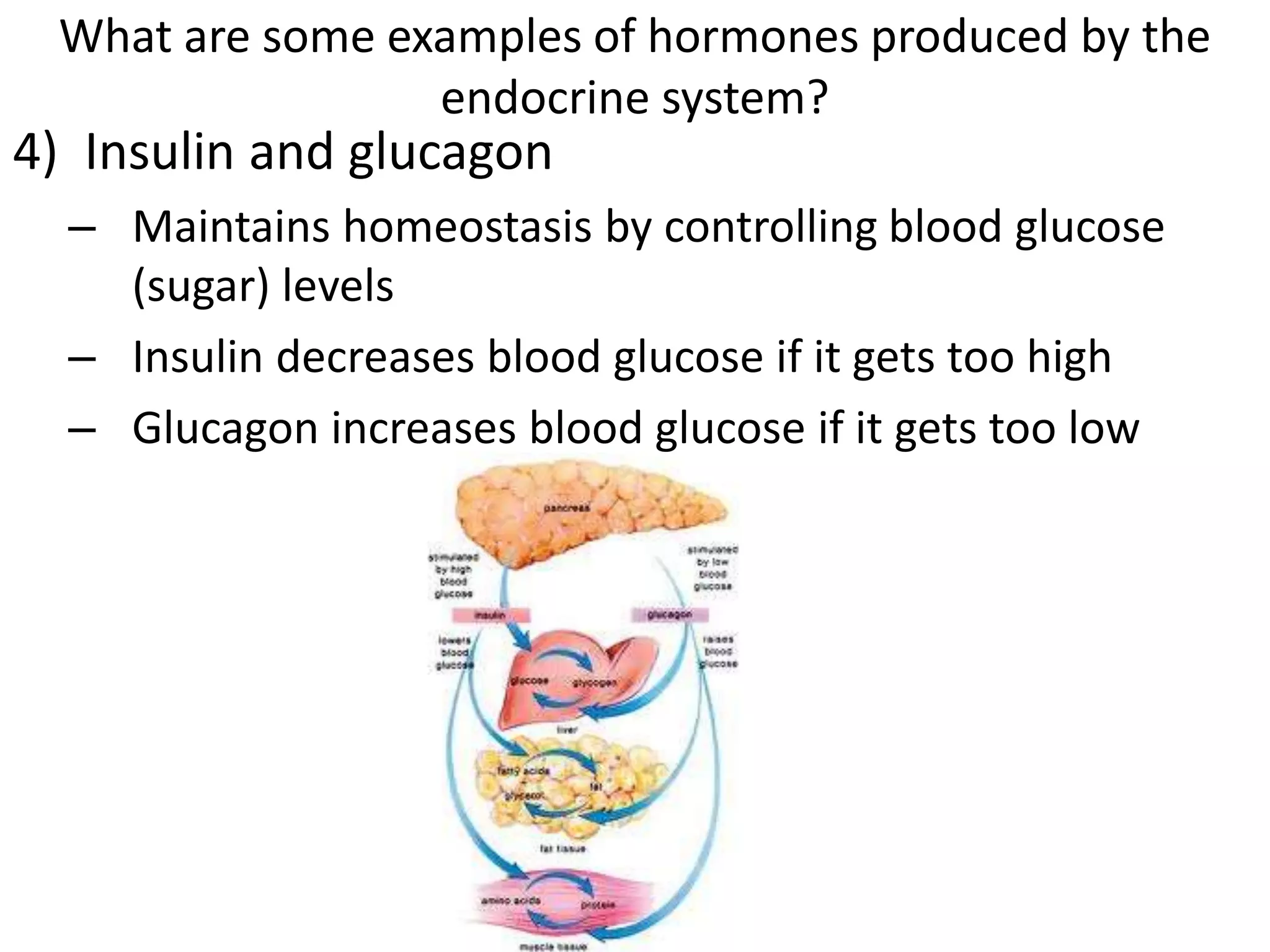What are some examples of hormones produced by the
endocrine system?
4) Insulin and glucagon
– Maintains homeostasis by controlling blood glucose
(sugar) levels
– Insulin decreases blood glucose if it gets too high
– Glucagon increases blood glucose if it gets too low
 