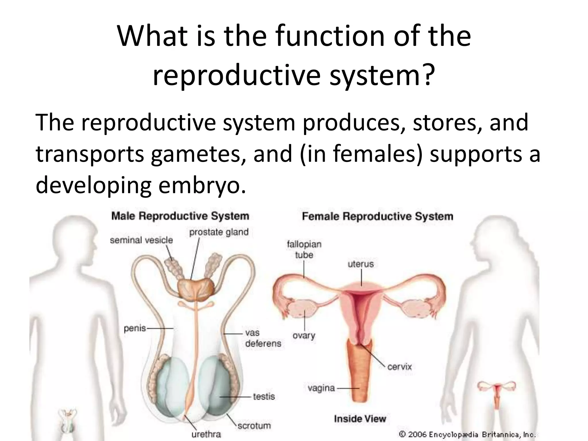 What is the function of the
reproductive system?
The reproductive system produces, stores, and
transports gametes, and (in females) supports a
developing embryo.
 