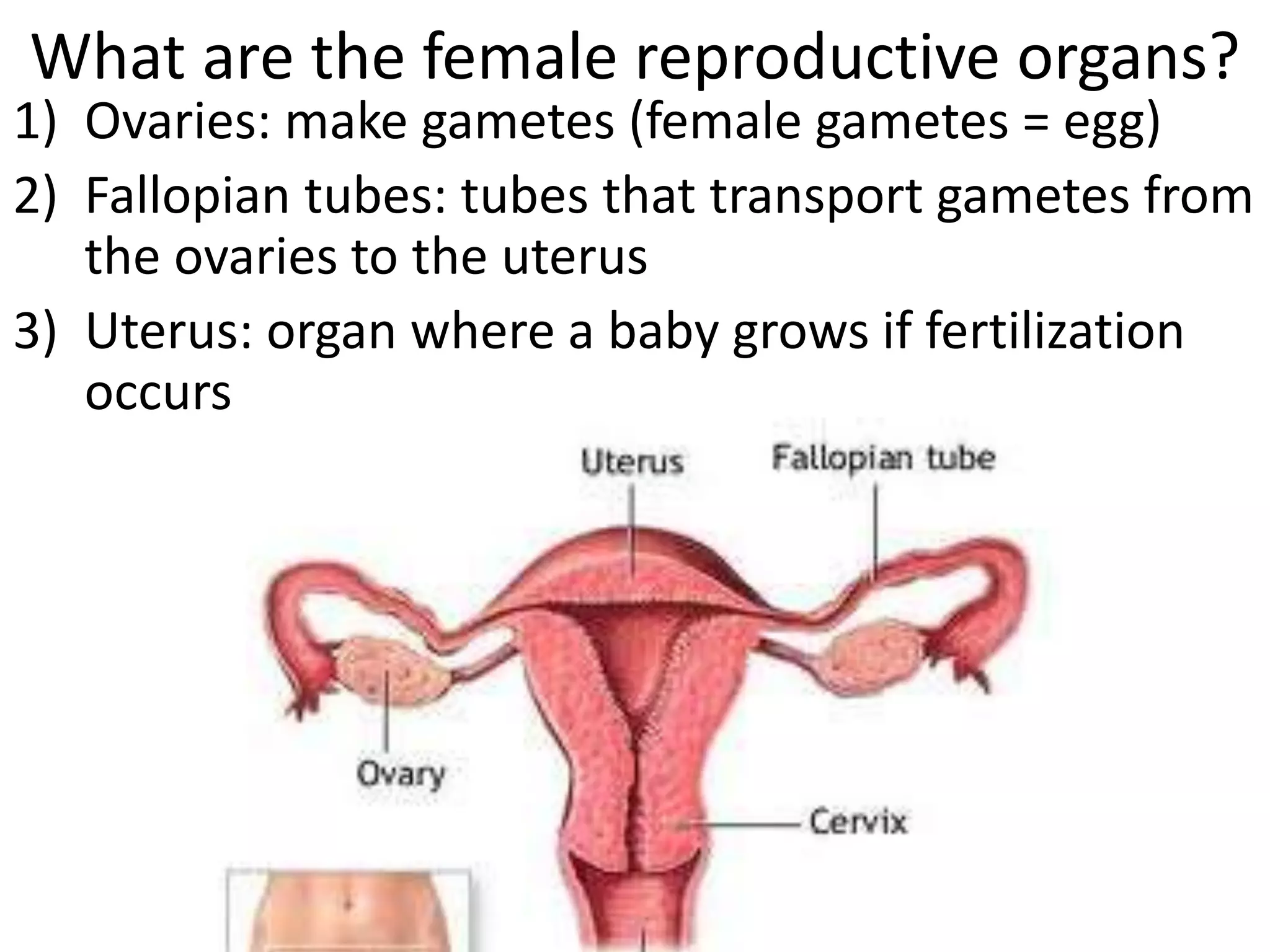 What are the female reproductive organs?
1) Ovaries: make gametes (female gametes = egg)
2) Fallopian tubes: tubes that transport gametes from
the ovaries to the uterus
3) Uterus: organ where a baby grows if fertilization
occurs
 