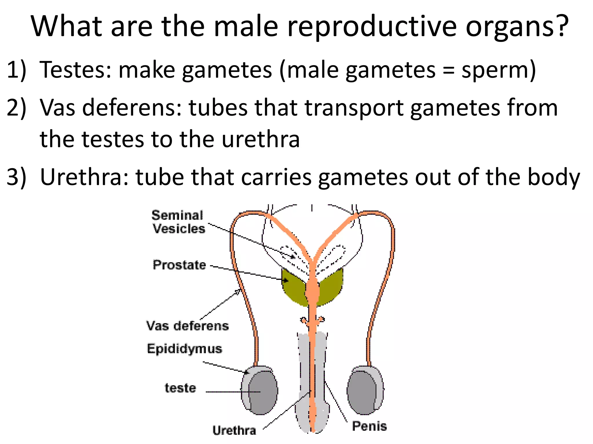 What are the male reproductive organs?
1) Testes: make gametes (male gametes = sperm)
2) Vas deferens: tubes that transport gametes from
the testes to the urethra
3) Urethra: tube that carries gametes out of the body
 