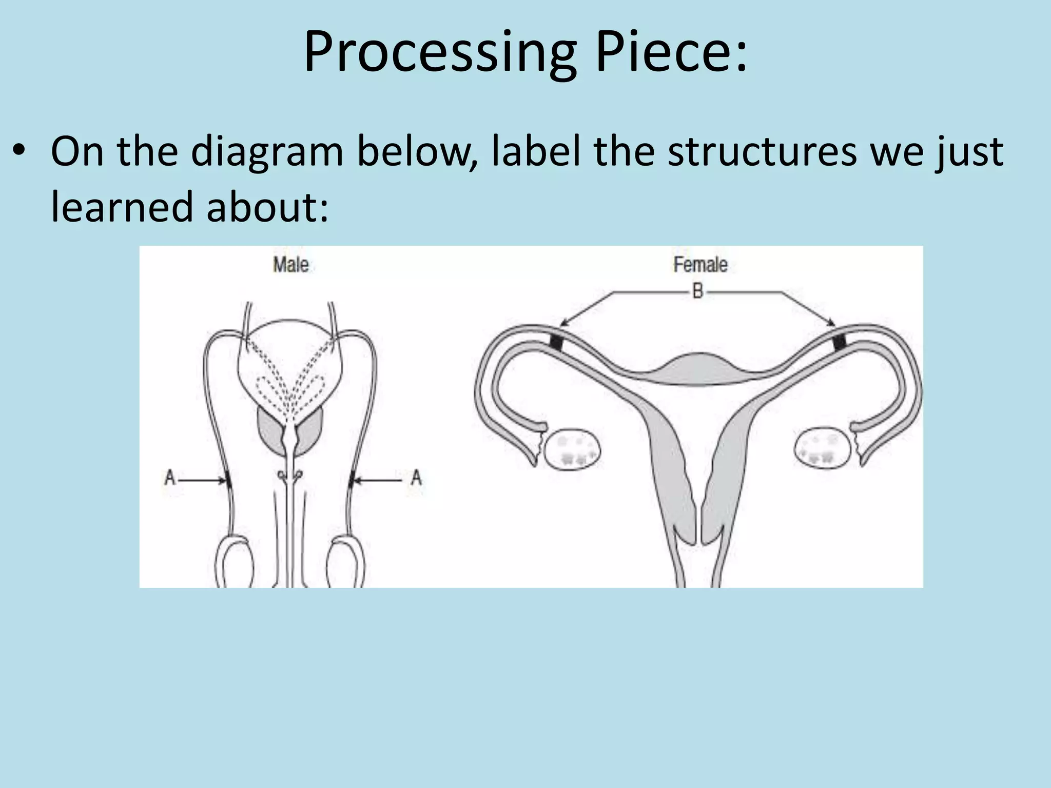Processing Piece:
• On the diagram below, label the structures we just
learned about:
 