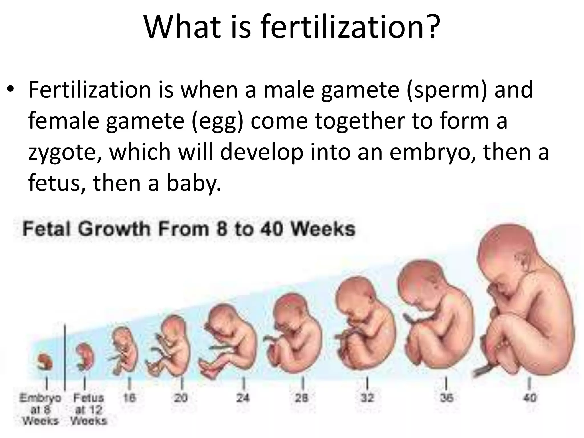 What is fertilization?
• Fertilization is when a male gamete (sperm) and
female gamete (egg) come together to form a
zygote, which will develop into an embryo, then a
fetus, then a baby.
 