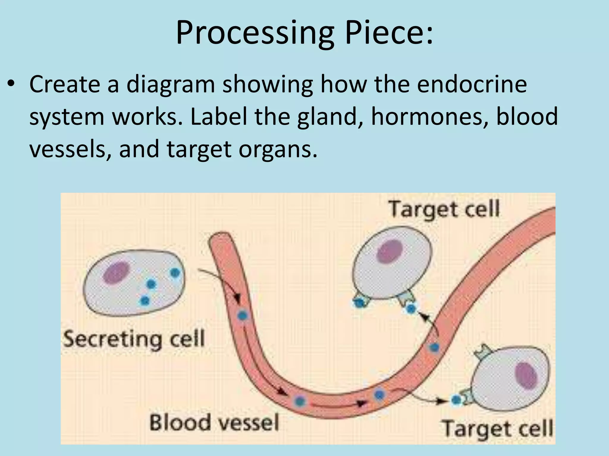 Processing Piece:
• Create a diagram showing how the endocrine
system works. Label the gland, hormones, blood
vessels, and target organs.
 