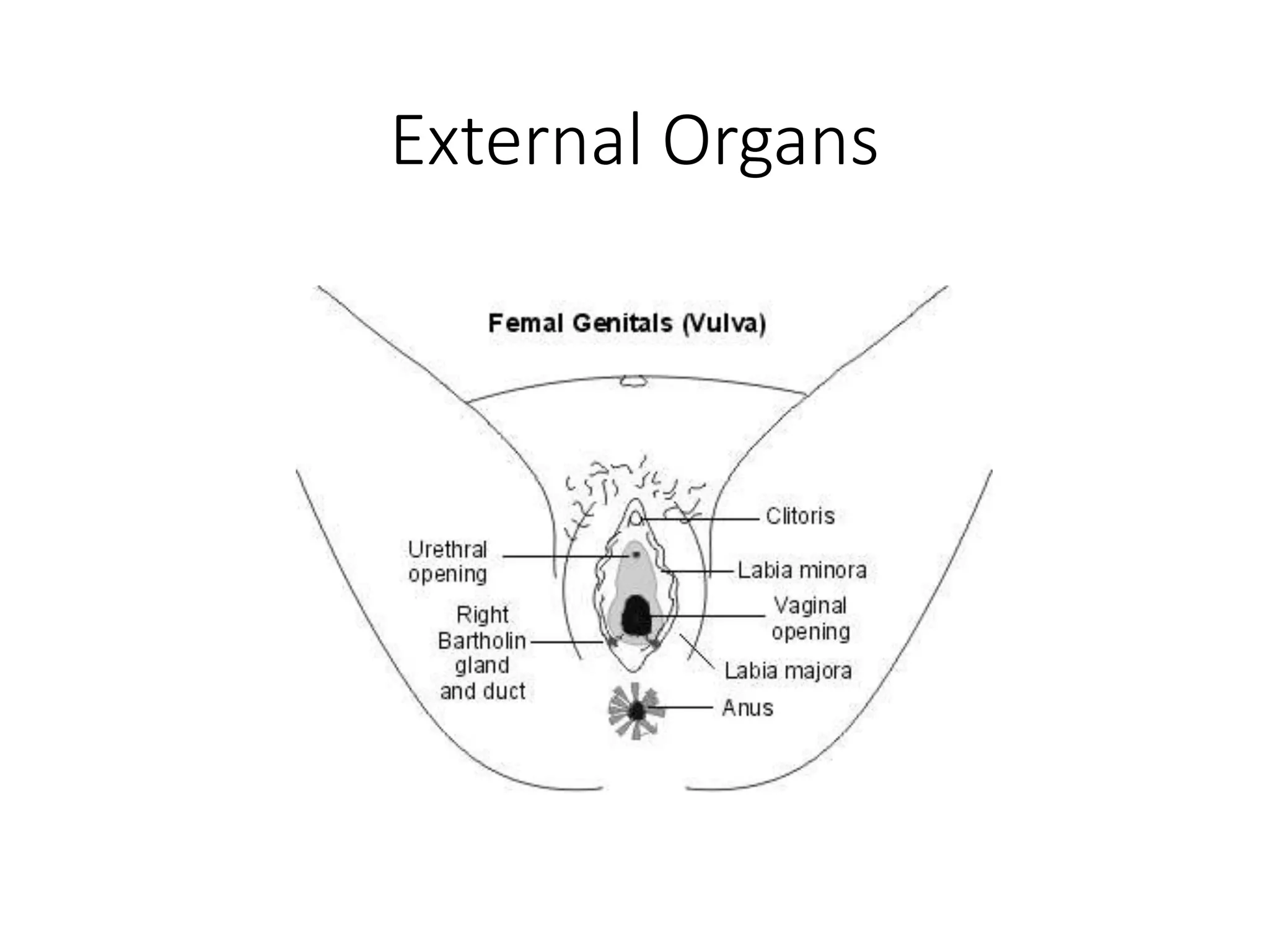 External Organs
 