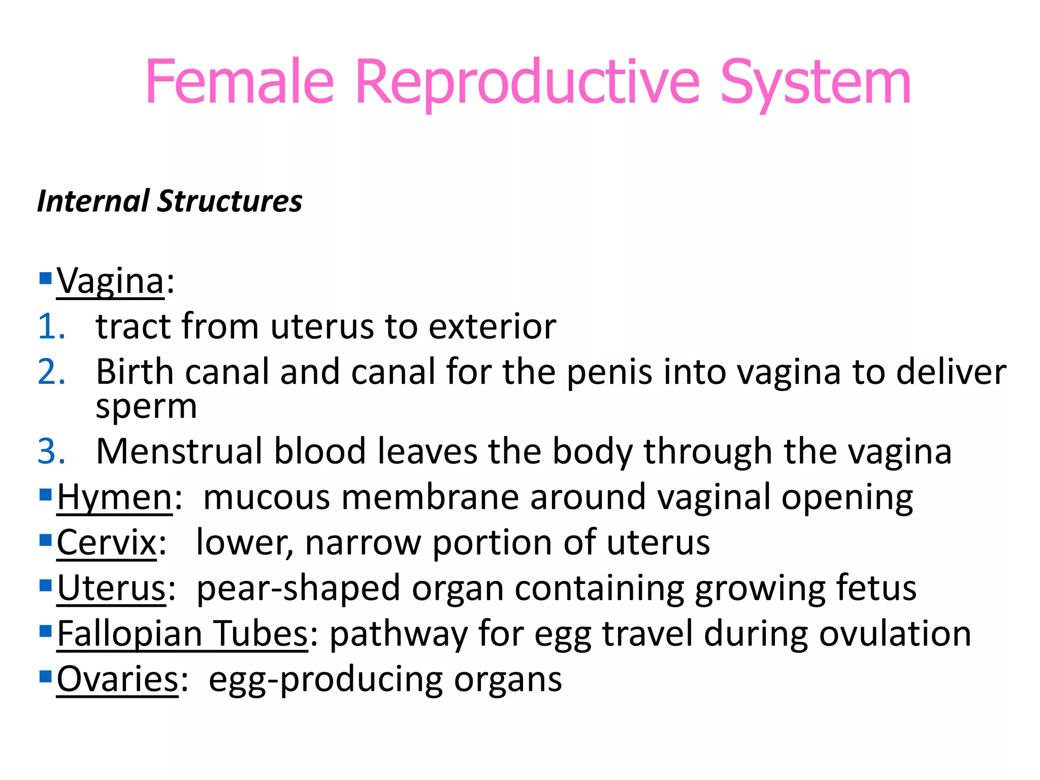 Female Reproductive System
Internal Structures
Vagina:
1. tract from uterus to exterior
2. Birth canal and canal for the penis into vagina to deliver
sperm
3. Menstrual blood leaves the body through the vagina
Hymen: mucous membrane around vaginal opening
Cervix: lower, narrow portion of uterus
Uterus: pear-shaped organ containing growing fetus
Fallopian Tubes: pathway for egg travel during ovulation
Ovaries: egg-producing organs
 