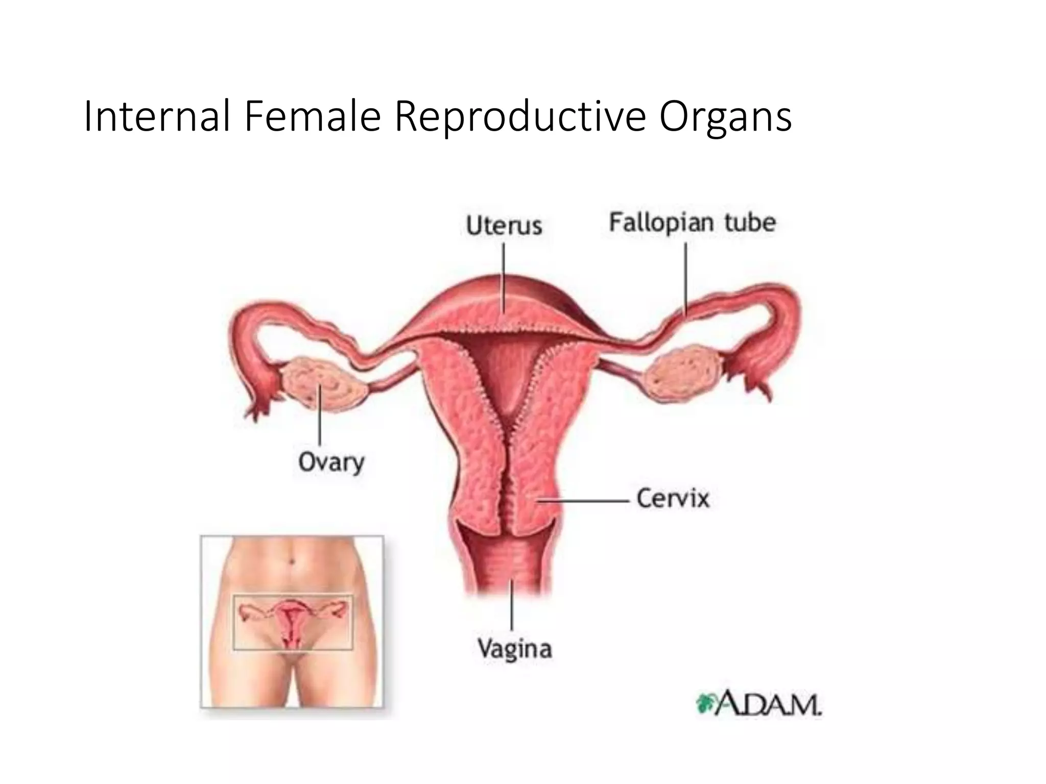 Internal Female Reproductive Organs
 
