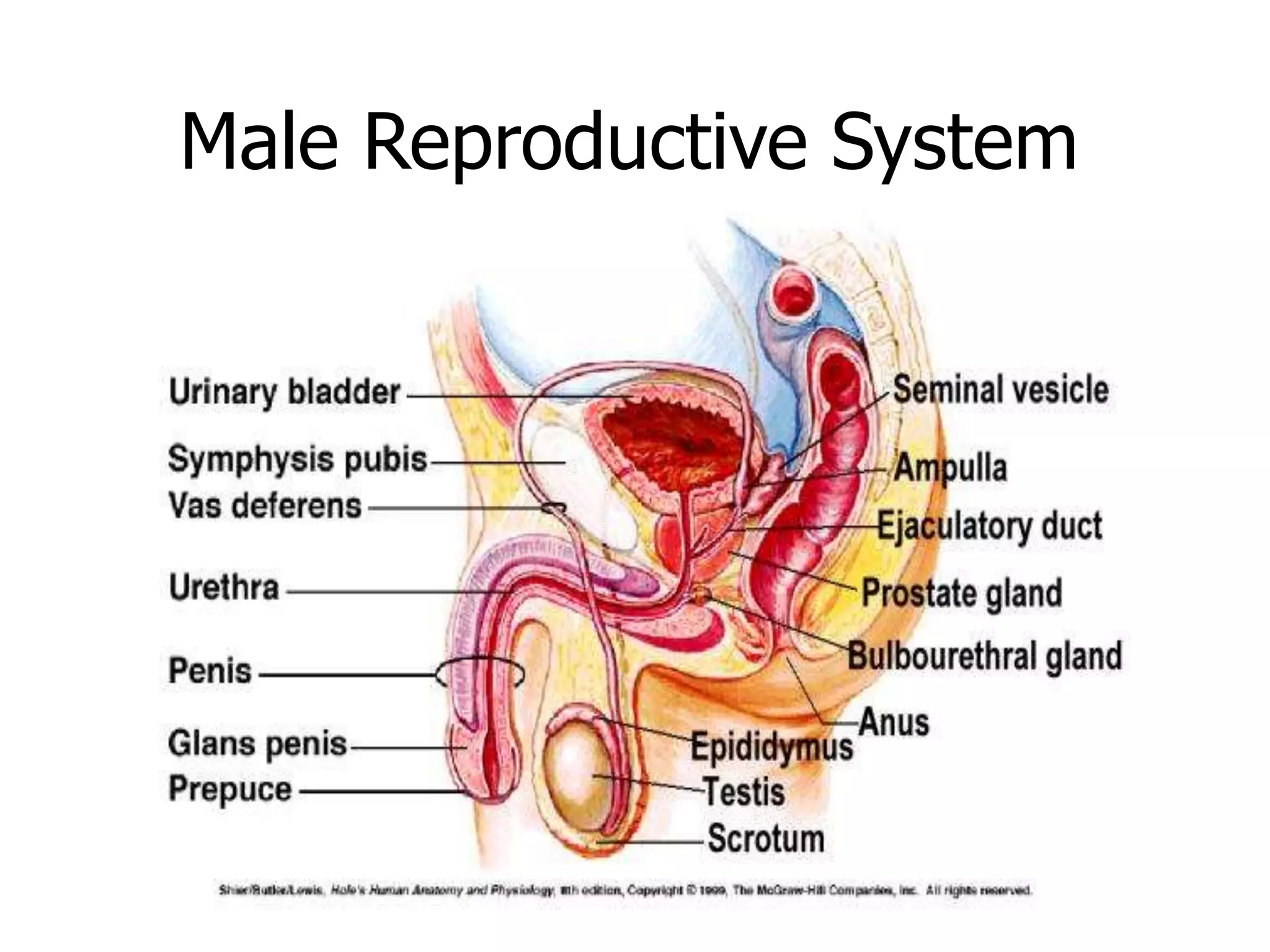 Male Reproductive System
 