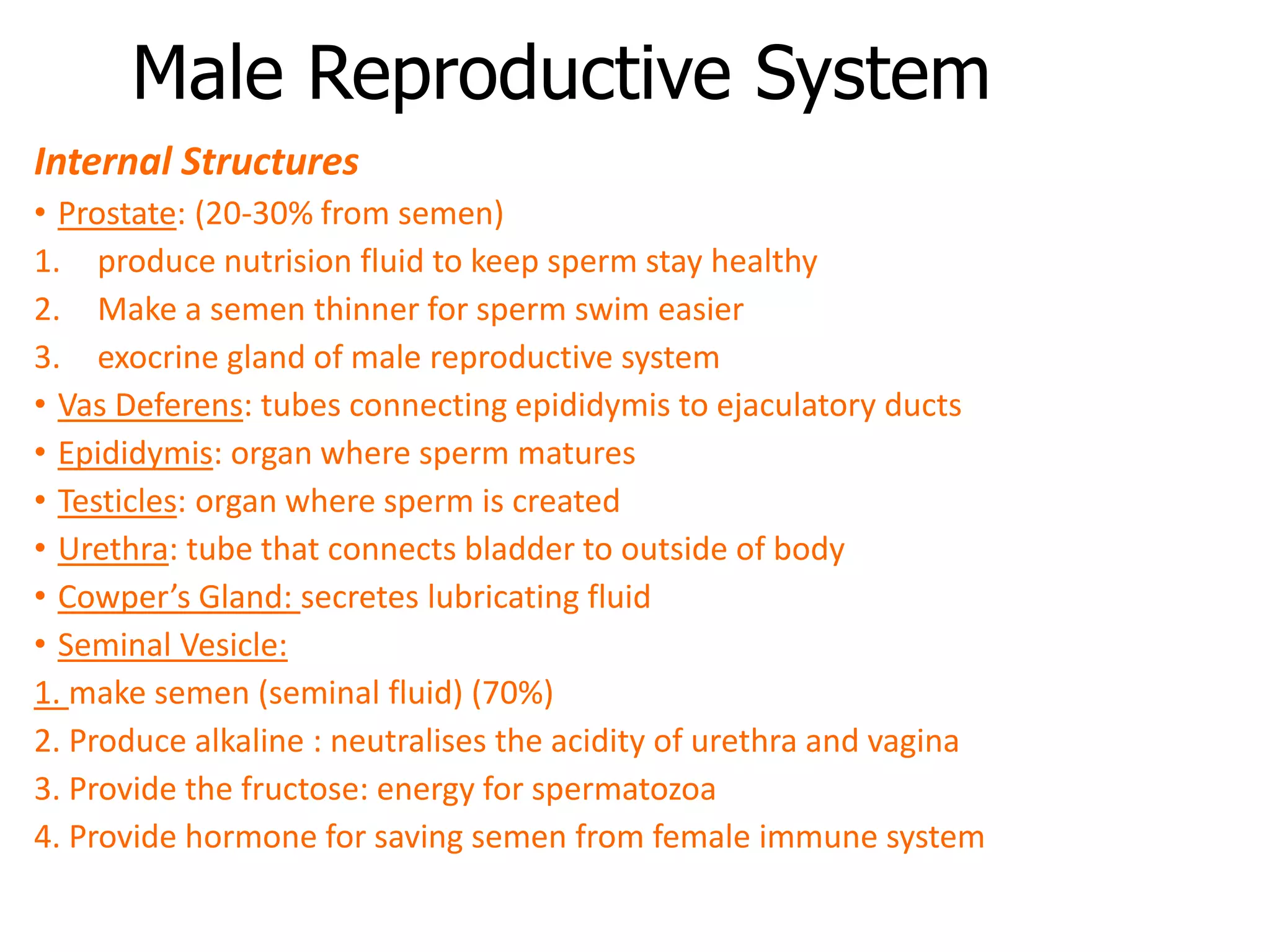 Male Reproductive System
Internal Structures
• Prostate: (20-30% from semen)
1. produce nutrision fluid to keep sperm stay healthy
2. Make a semen thinner for sperm swim easier
3. exocrine gland of male reproductive system
• Vas Deferens: tubes connecting epididymis to ejaculatory ducts
• Epididymis: organ where sperm matures
• Testicles: organ where sperm is created
• Urethra: tube that connects bladder to outside of body
• Cowper’s Gland: secretes lubricating fluid
• Seminal Vesicle:
1. make semen (seminal fluid) (70%)
2. Produce alkaline : neutralises the acidity of urethra and vagina
3. Provide the fructose: energy for spermatozoa
4. Provide hormone for saving semen from female immune system
 