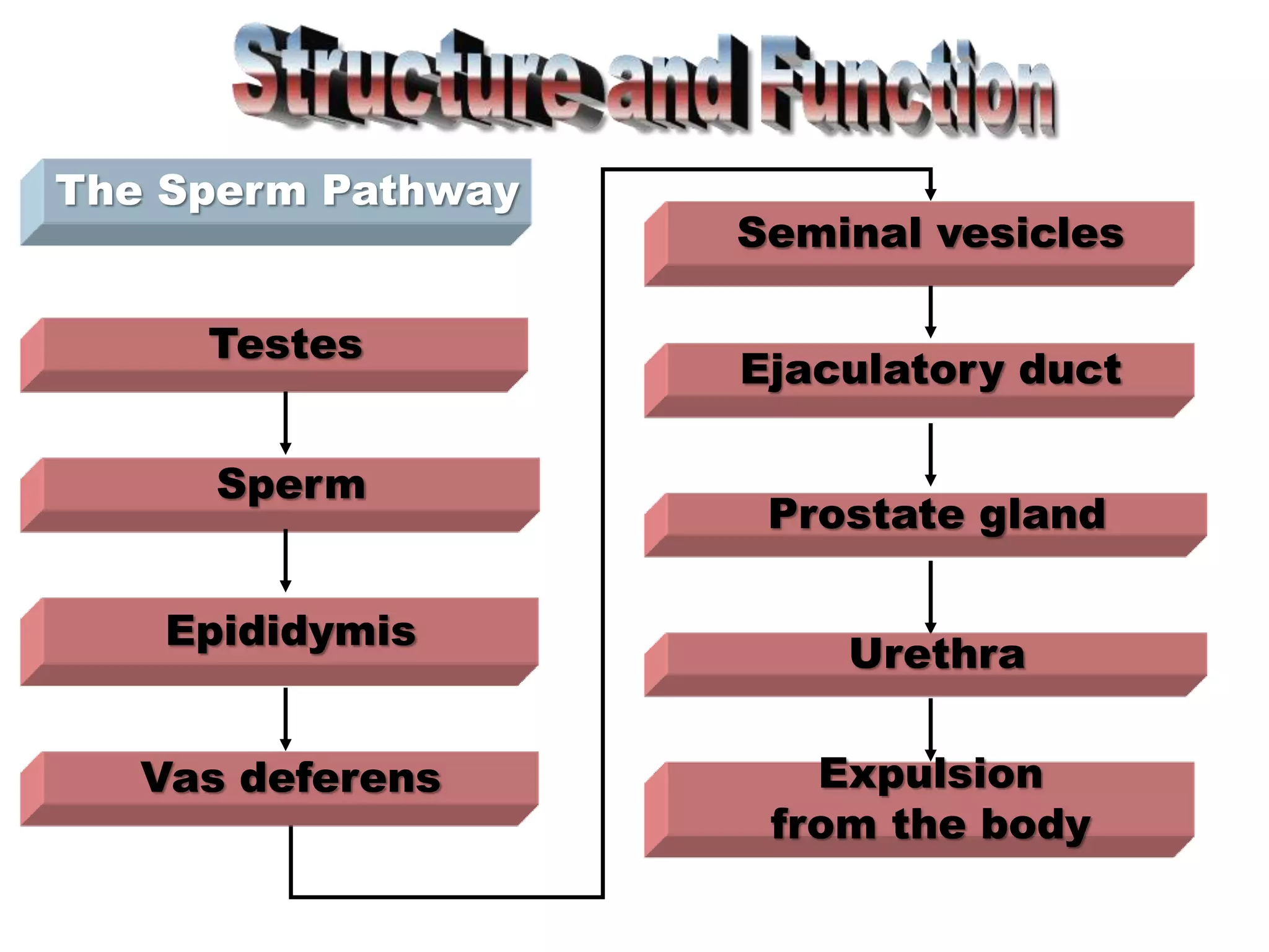 The Sperm Pathway
Vas deferens Expulsion
from the body
Testes
Sperm
Epididymis
Seminal vesicles
Ejaculatory duct
Prostate gland
Urethra
 