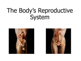 The Body’s Reproductive
System
 