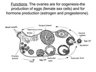 Functions. The ovaries are for oogenesis-the
   production of eggs (female sex cells) and for
hormone production (estrogen and progesterone).
 