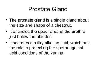Prostate Chestnut Reproductive anatomy & physiology | PPT
