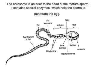 Reproductive anatomy & physiology | PPT