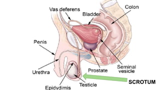 SCROTUM
 