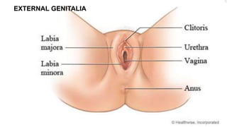 EXTERNAL GENITALIA
 