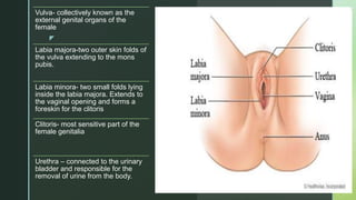 z
Vulva- collectively known as the
external genital organs of the
female
Labia majora-two outer skin folds of
the vulva extending to the mons
pubis.
Labia minora- two small folds lying
inside the labia majora. Extends to
the vaginal opening and forms a
foreskin for the clitoris
Clitoris- most sensitive part of the
female genitalia
Urethra – connected to the urinary
bladder and responsible for the
removal of urine from the body.
 